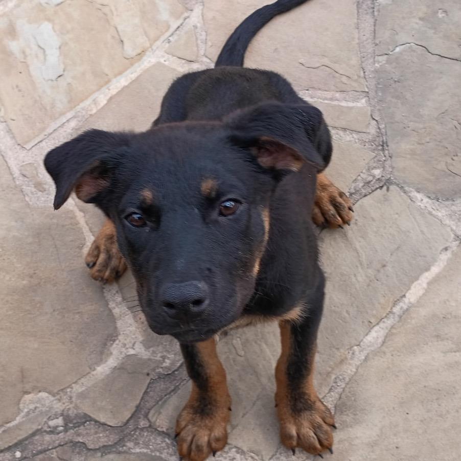 OPIE, Adoptable, Puppy Female Rottweiler & German Shepherd Dog.