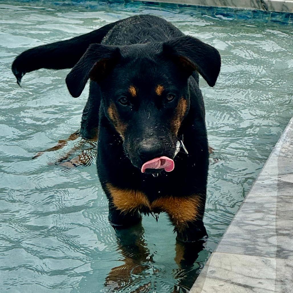 OPIE, a Adoptable mixed breed in Kyle, TX image 2/6