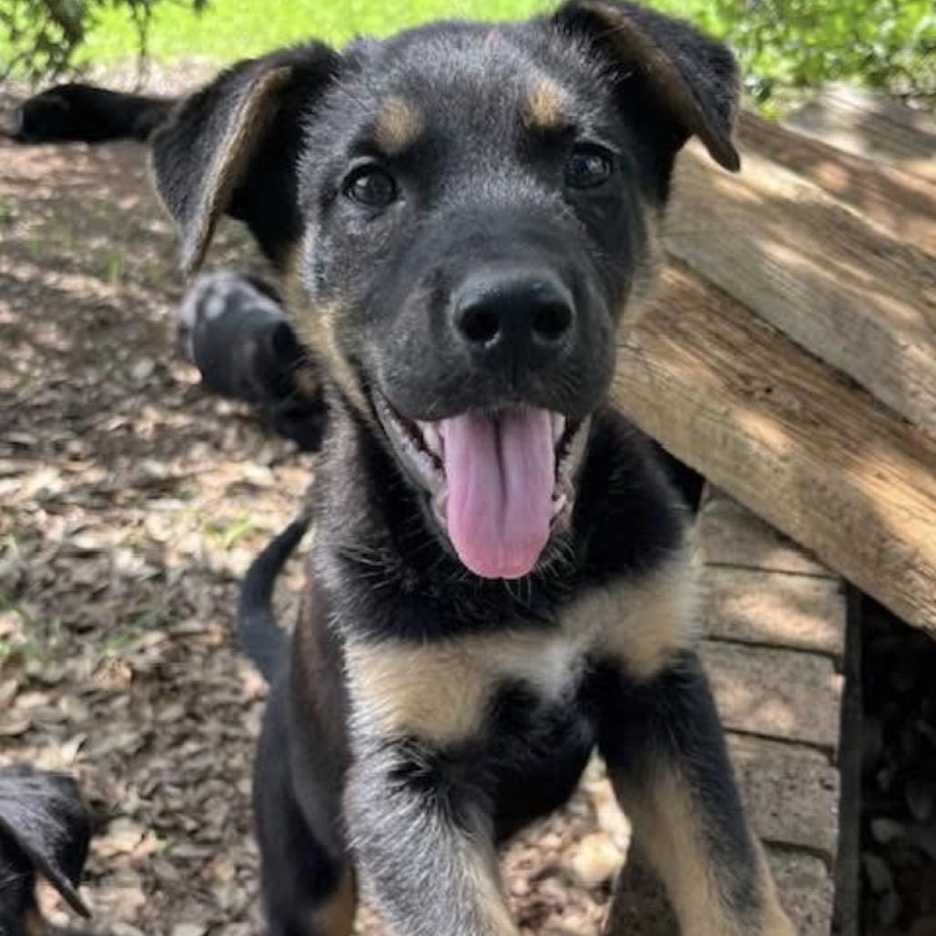 OPIE, a Adoptable mixed breed in Kyle, TX image 3/6