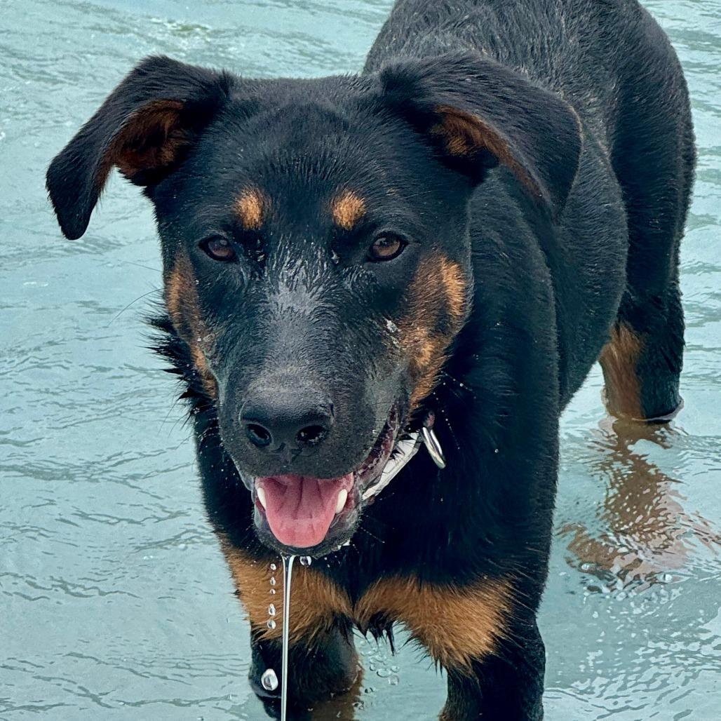 OPIE, a Adoptable mixed breed in Kyle, TX image 4/6