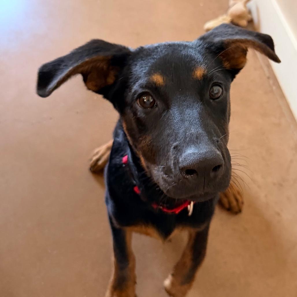 OPIE, a Adoptable mixed breed in Kyle, TX image 5/6