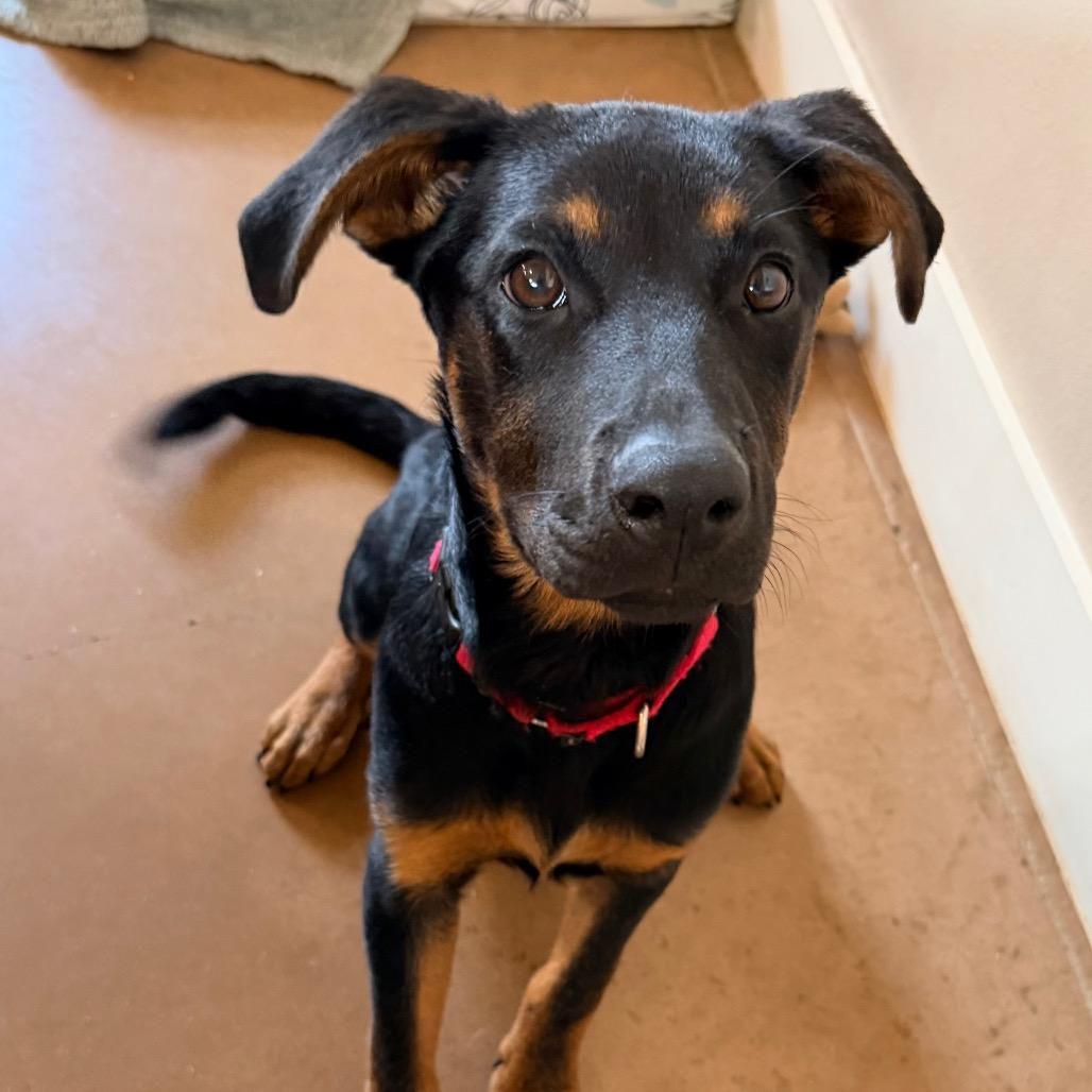 OPIE, a Adoptable mixed breed in Kyle, TX image 6/6