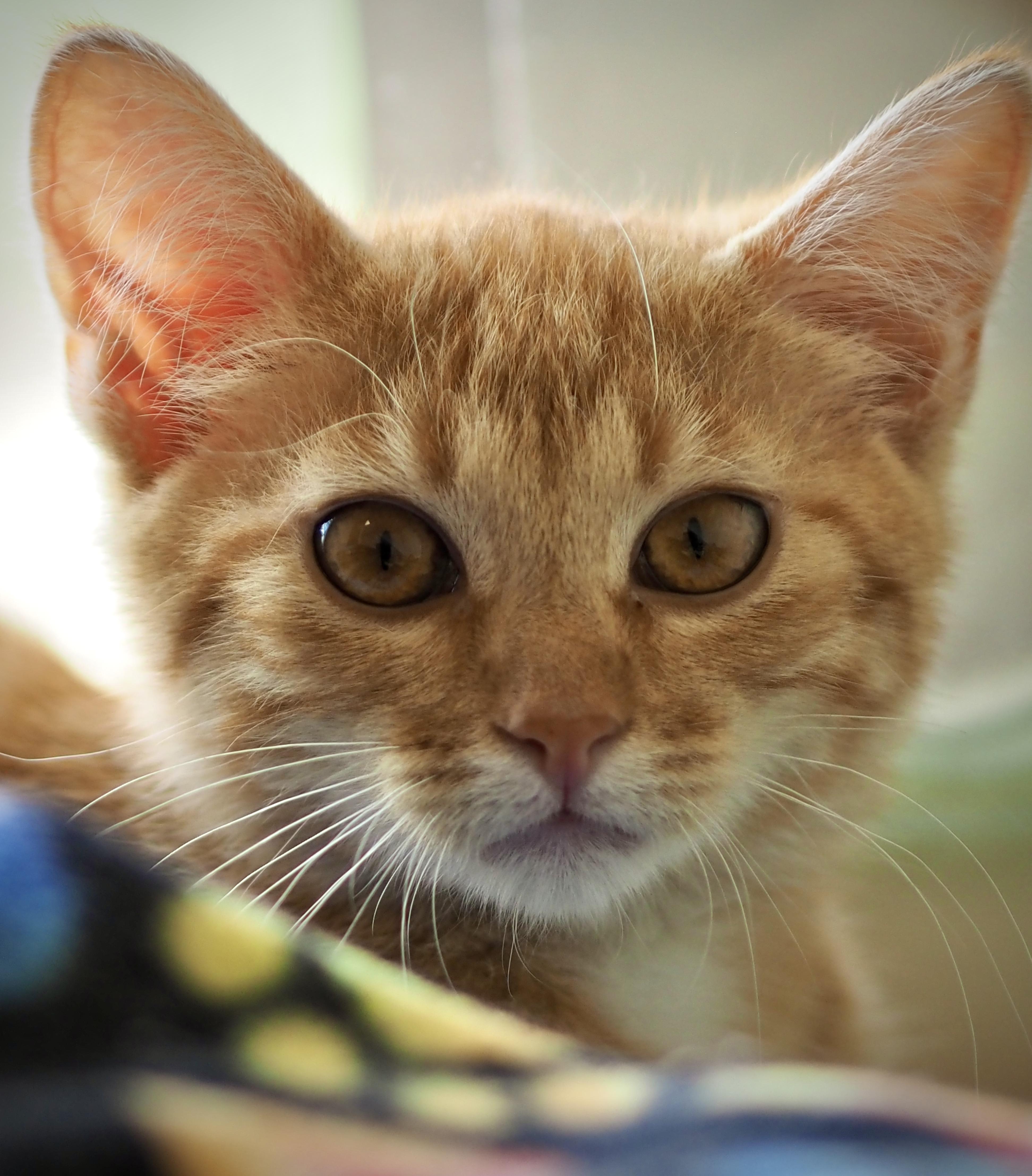 Mischief, ADOPTABLE, Kitten Male Domestic Short Hair.