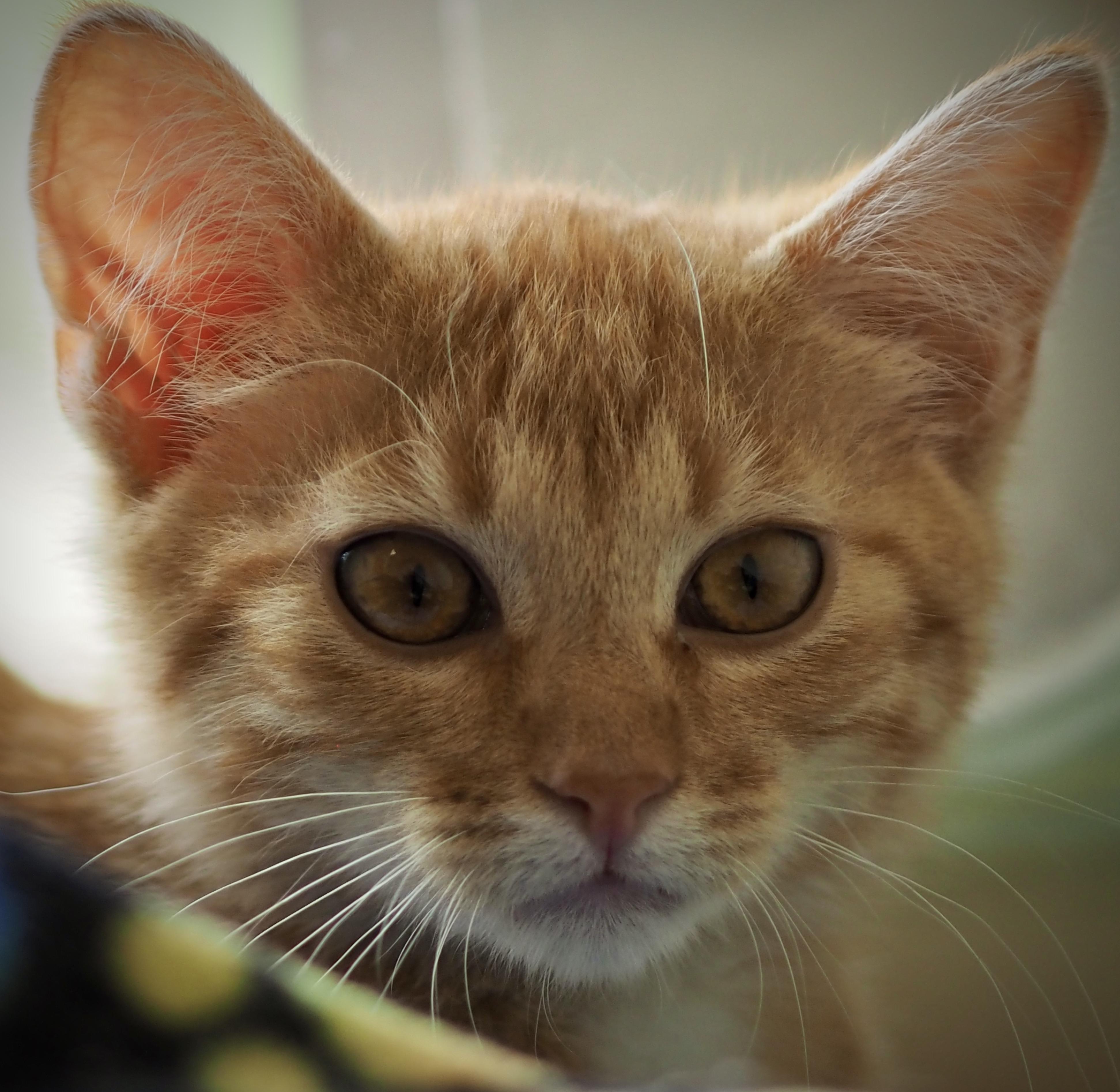 Enlarge Mischief, a ADOPTABLE Domestic Short Hair in Buena Vista, CO image 2/2