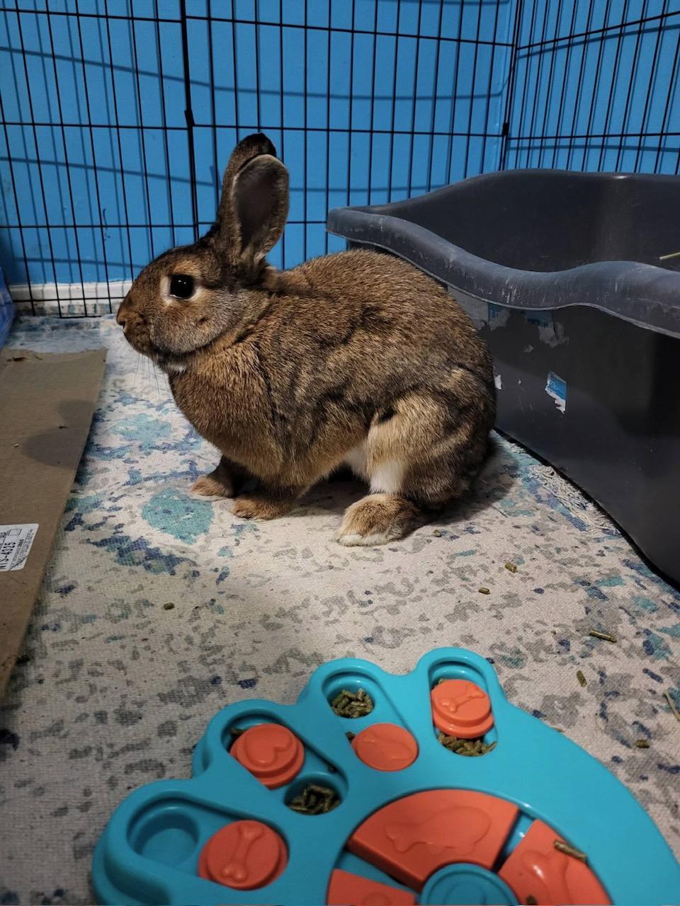 Toffee, Adoptable, Adult Female American.