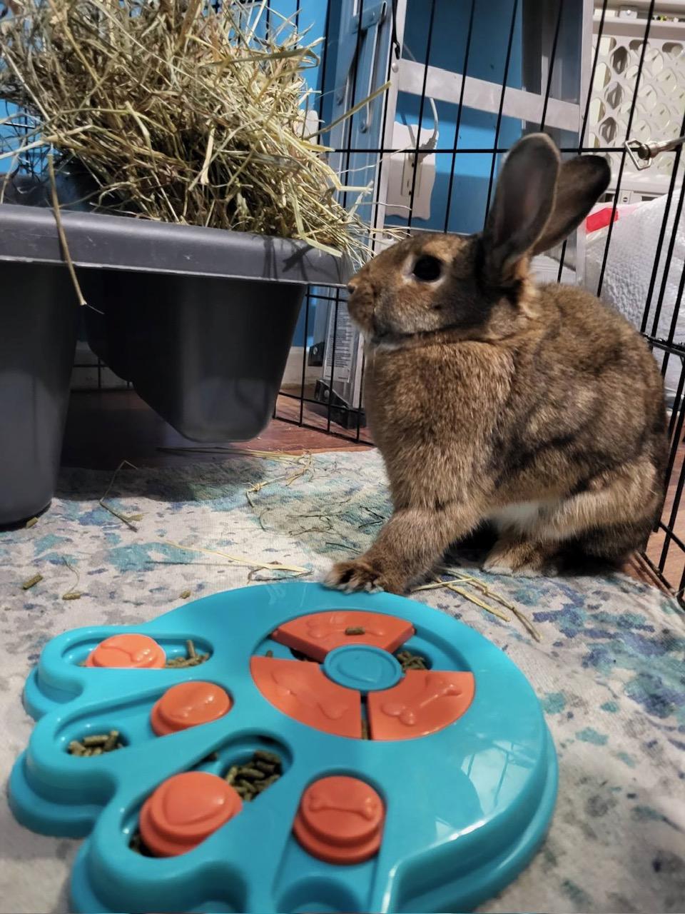 Toffee, Adoptable, Adult Female American.