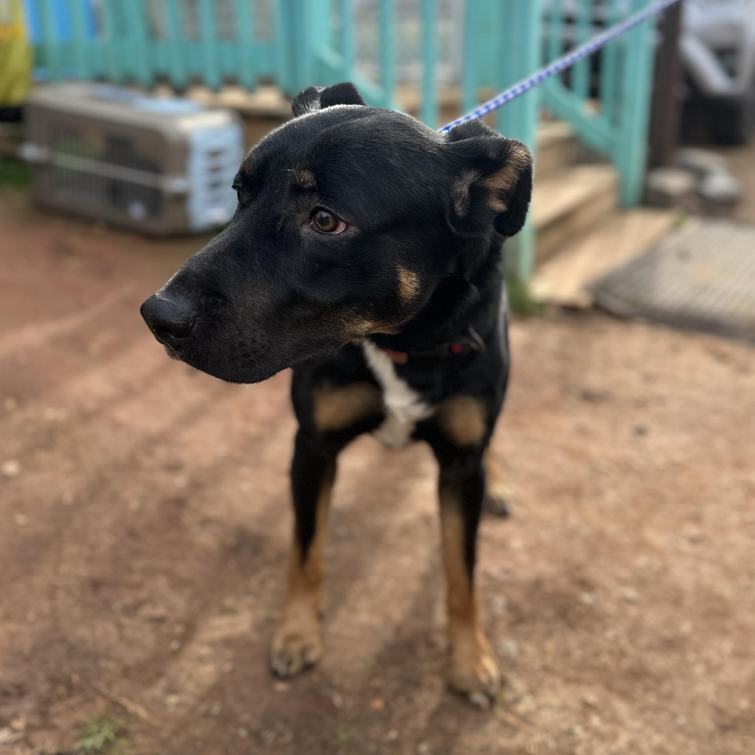 Savior — thumbnail 2