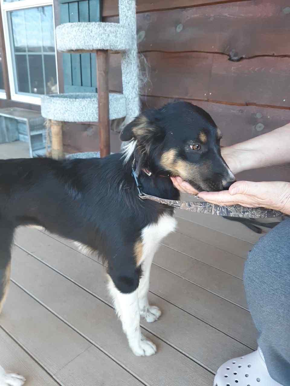 Rosie (Courtesy Post), Adopted, Young Female Border Collie.