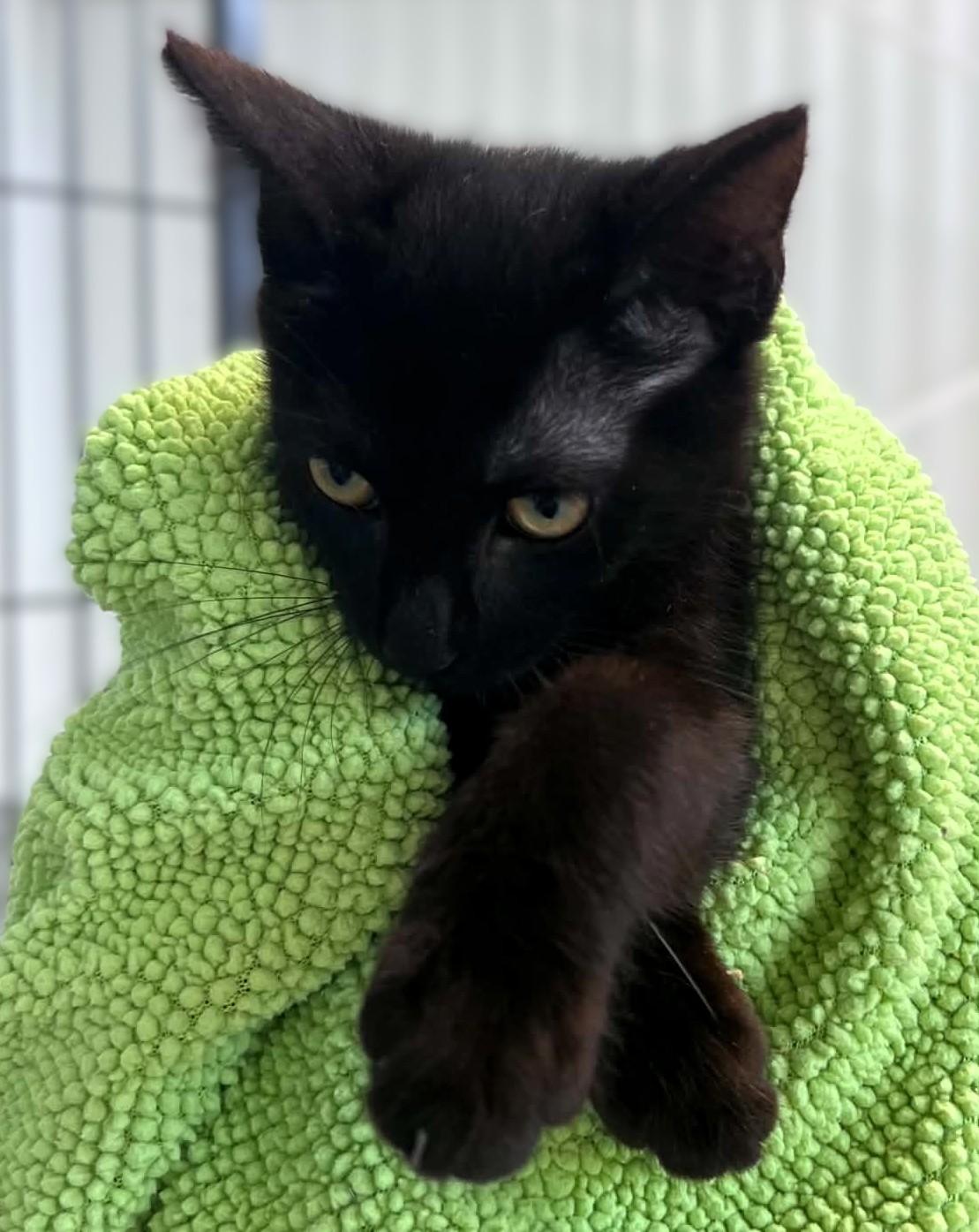 Jacob, Adopted, Kitten Male Domestic Short Hair.