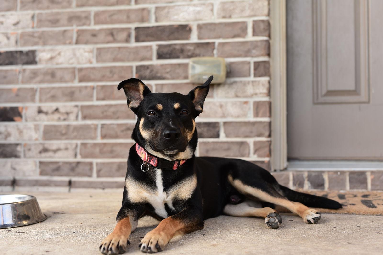 RAFIK, Adoptable, Young Male Shepherd.
