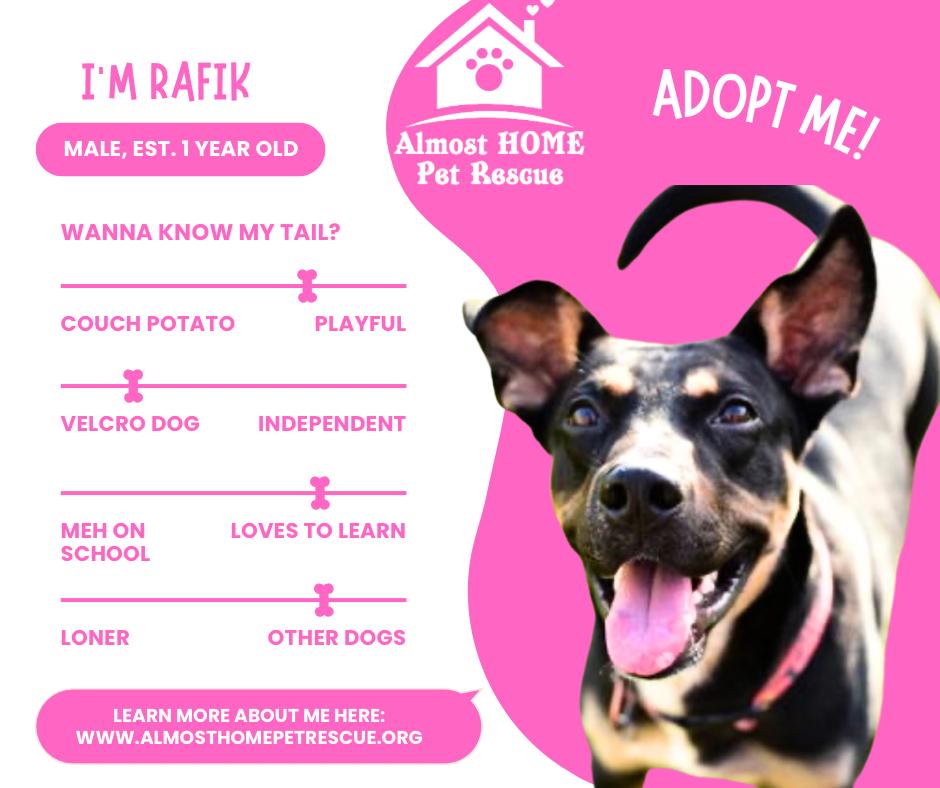 Enlarge RAFIK, a Adoptable Shepherd in Katy, TX image 2/3