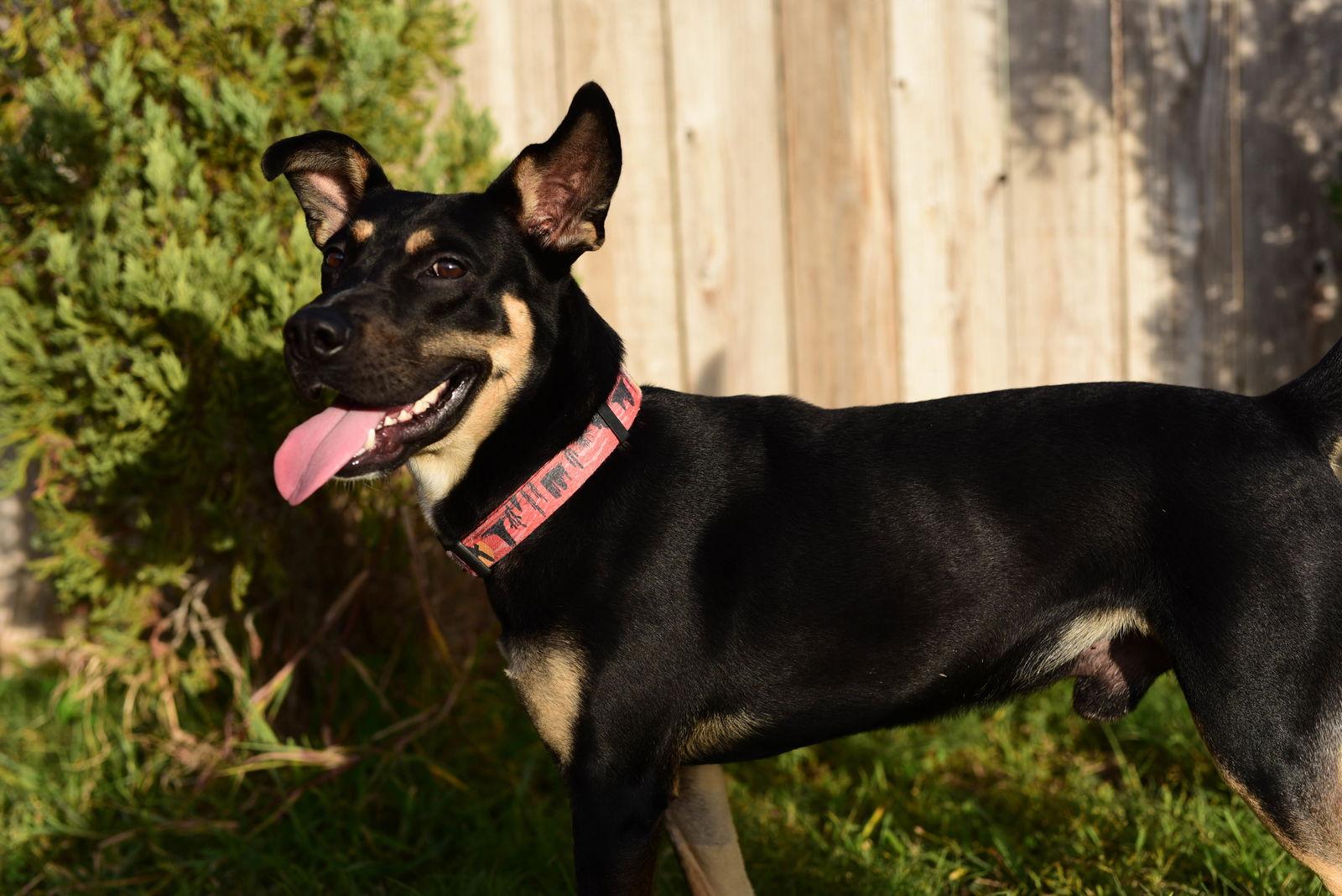 Enlarge RAFIK, a Adoptable Shepherd in Katy, TX image 3/3