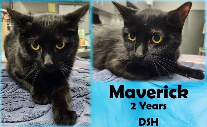 Enlarge Maverick, a Adoptable Domestic Short Hair in Franklin, IN image 1/1
