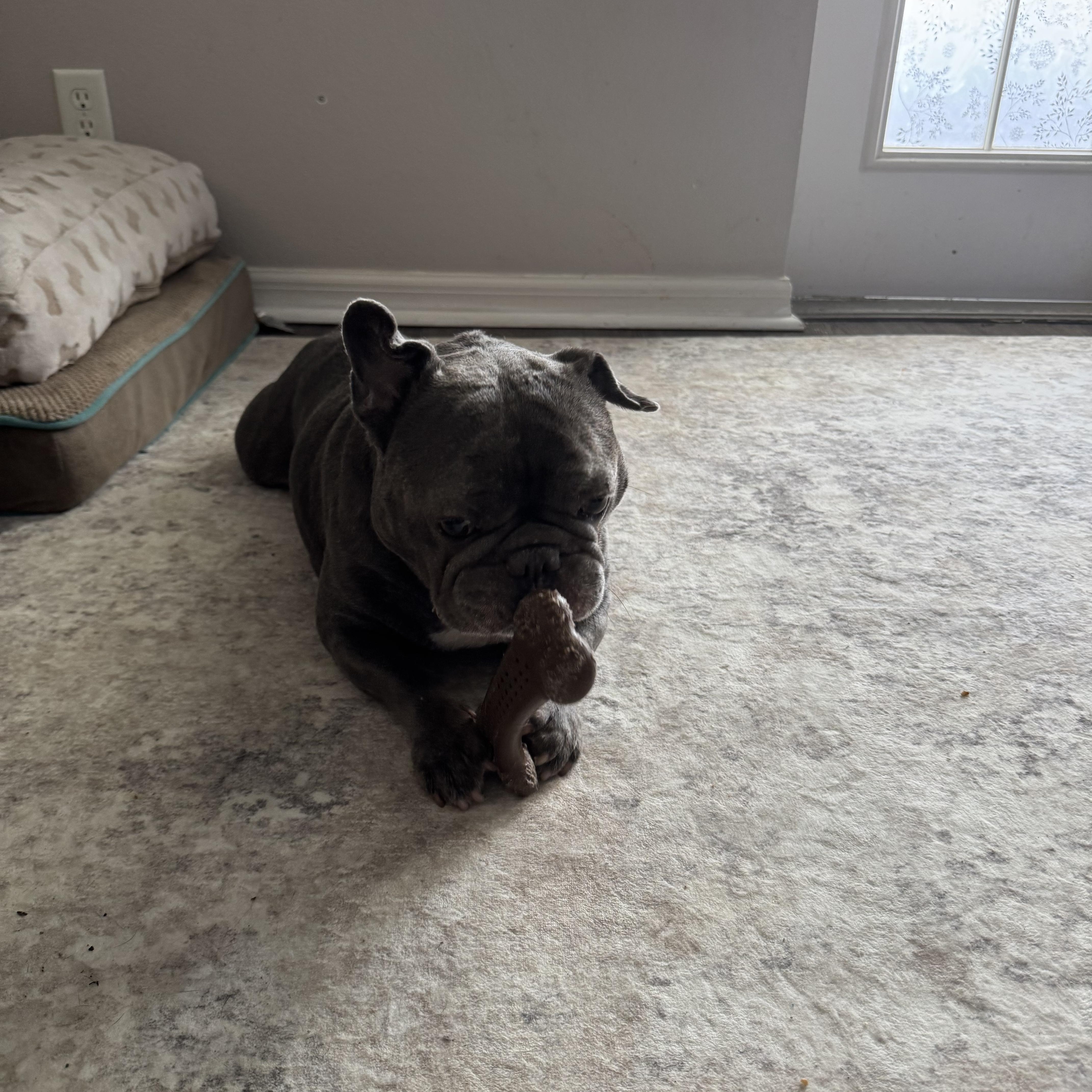 Enlarge Bruno, a ADOPTABLE French Bulldog in Palm Coast, FL image 1/1