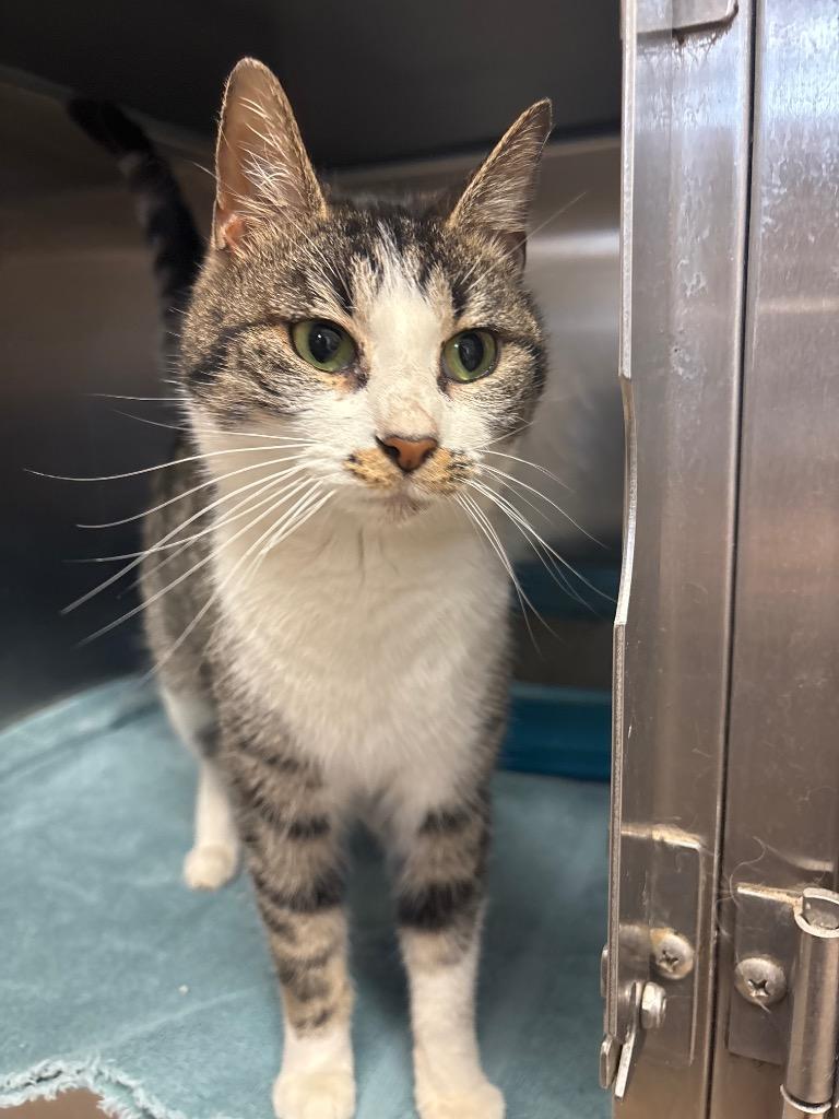Lily, Adoptable, Young Female Domestic Short Hair.