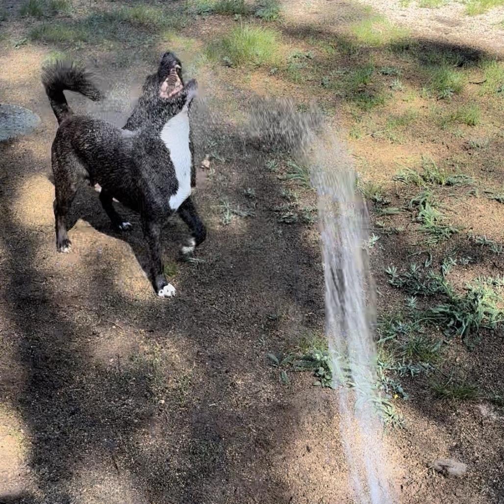 Rodeo, Adoptable, Young Male Mixed Breed.