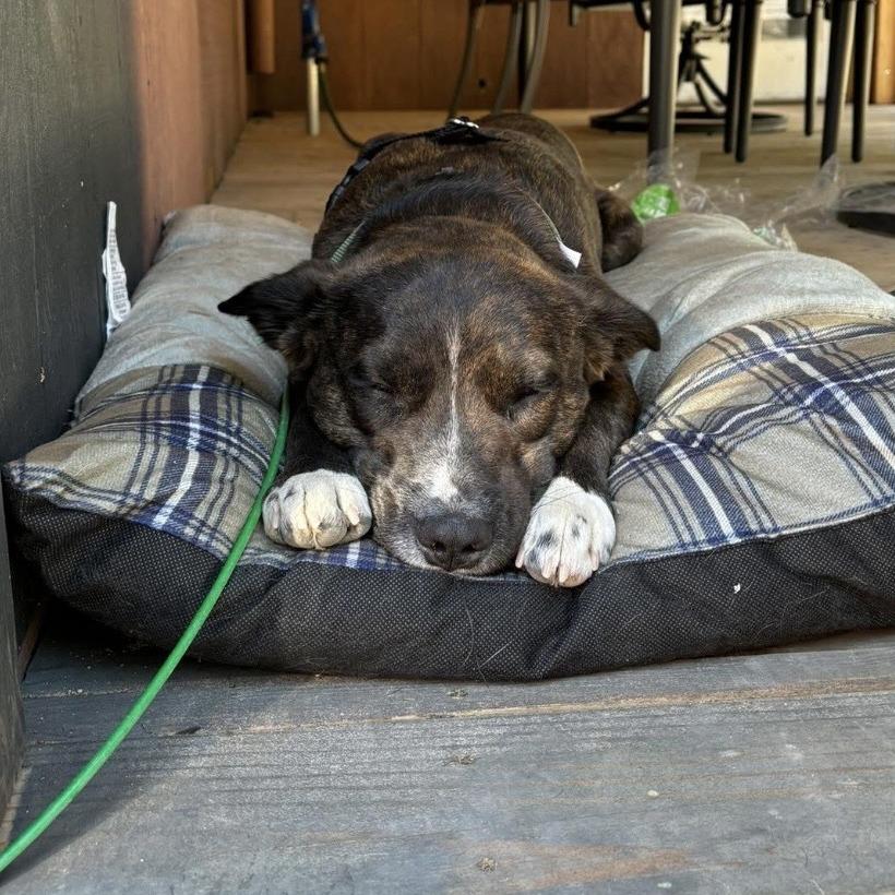Enlarge Rodeo, a Adoptable Mixed Breed in Bend, OR image 2/6