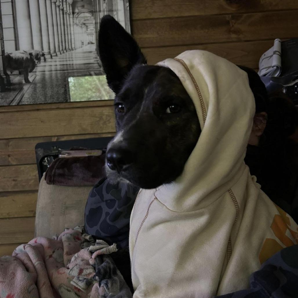 Enlarge Rodeo, a Adoptable Mixed Breed in Bend, OR image 3/6