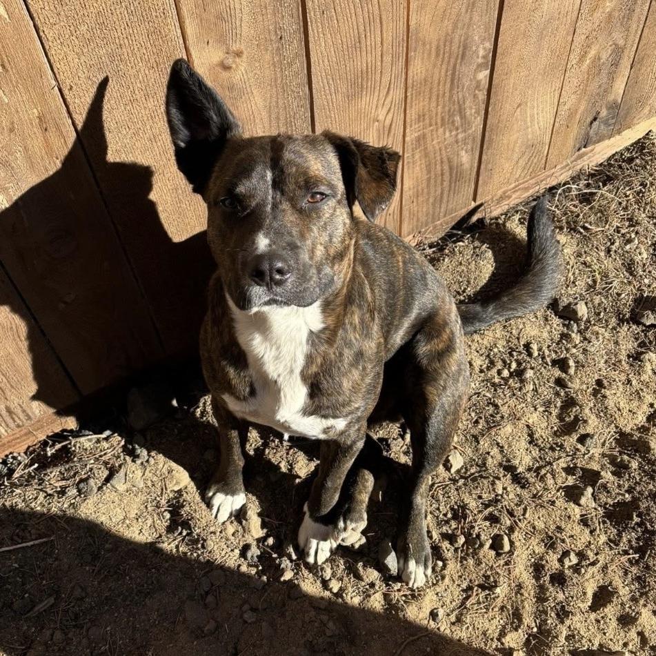 Enlarge Rodeo, a Adoptable Mixed Breed in Bend, OR image 4/6
