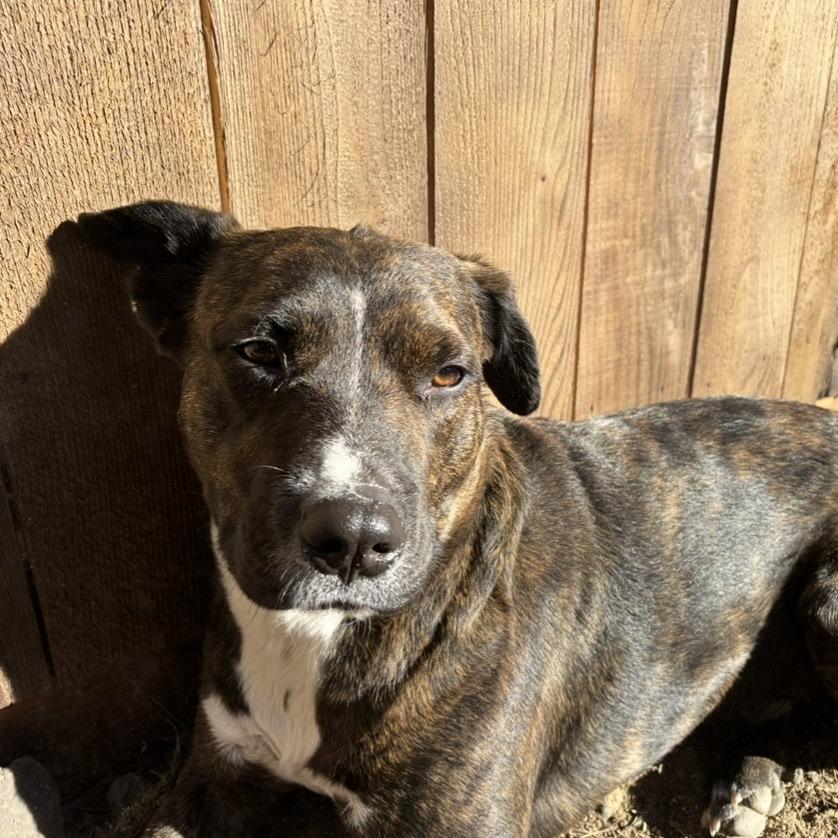 Enlarge Rodeo, a Adoptable Mixed Breed in Bend, OR image 5/6