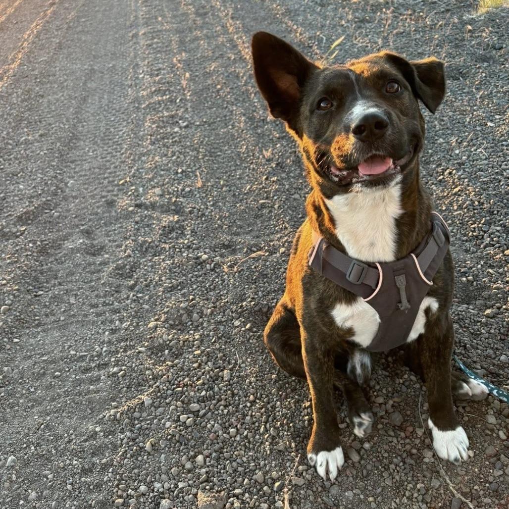 Enlarge Rodeo, a Adoptable Mixed Breed in Bend, OR image 6/6