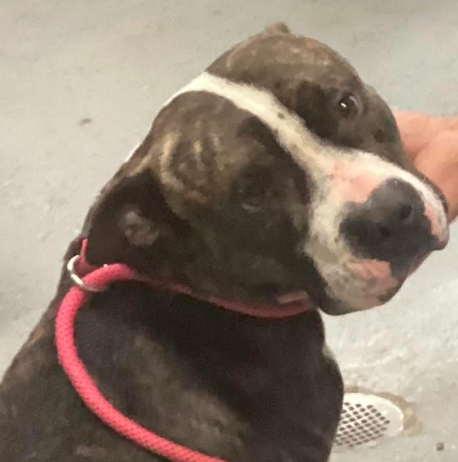 Enlarge Raider (921), a Adoptable Pit Bull Terrier in Beebe, AR image 1/1