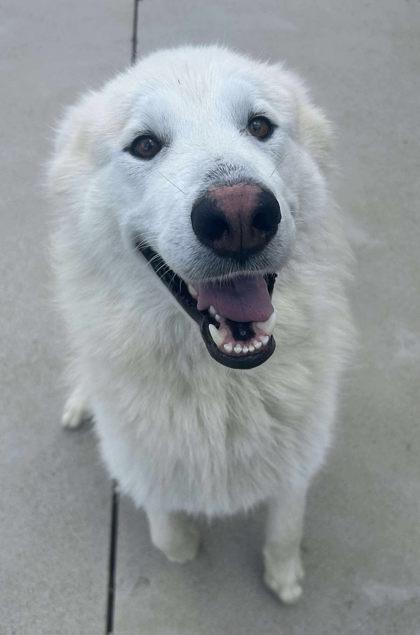 Buck, Adoptable, Adult Male Husky.