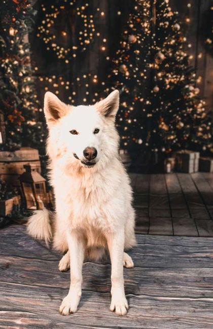 Buck, a Adoptable Husky in Sullivan, IN image 2/3