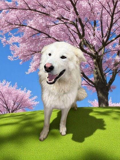 Buck, a Adoptable Husky in Sullivan, IN image 3/3