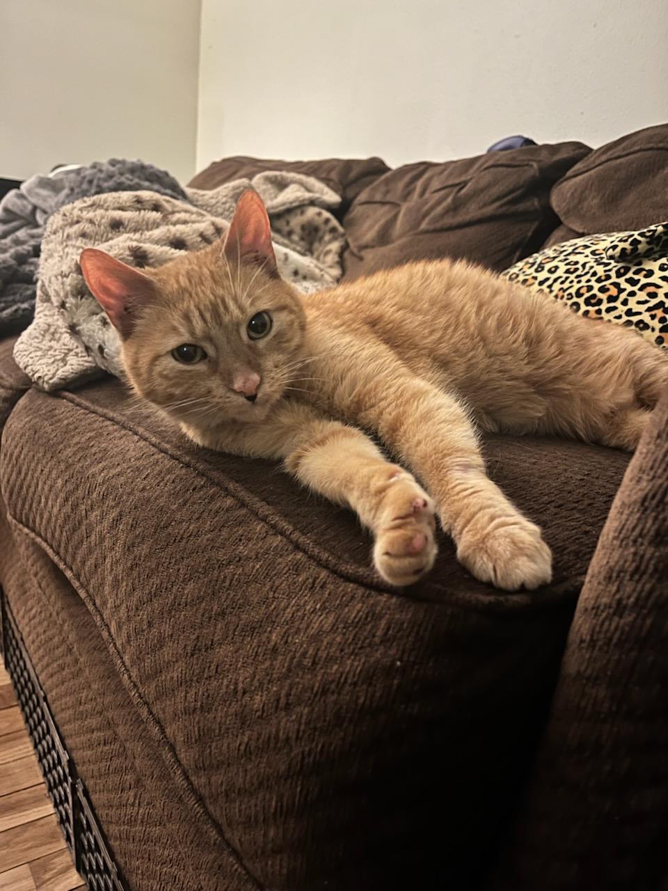 Enlarge Fiji, a ADOPTABLE Domestic Short Hair in Saint Charles, MO image 2/5