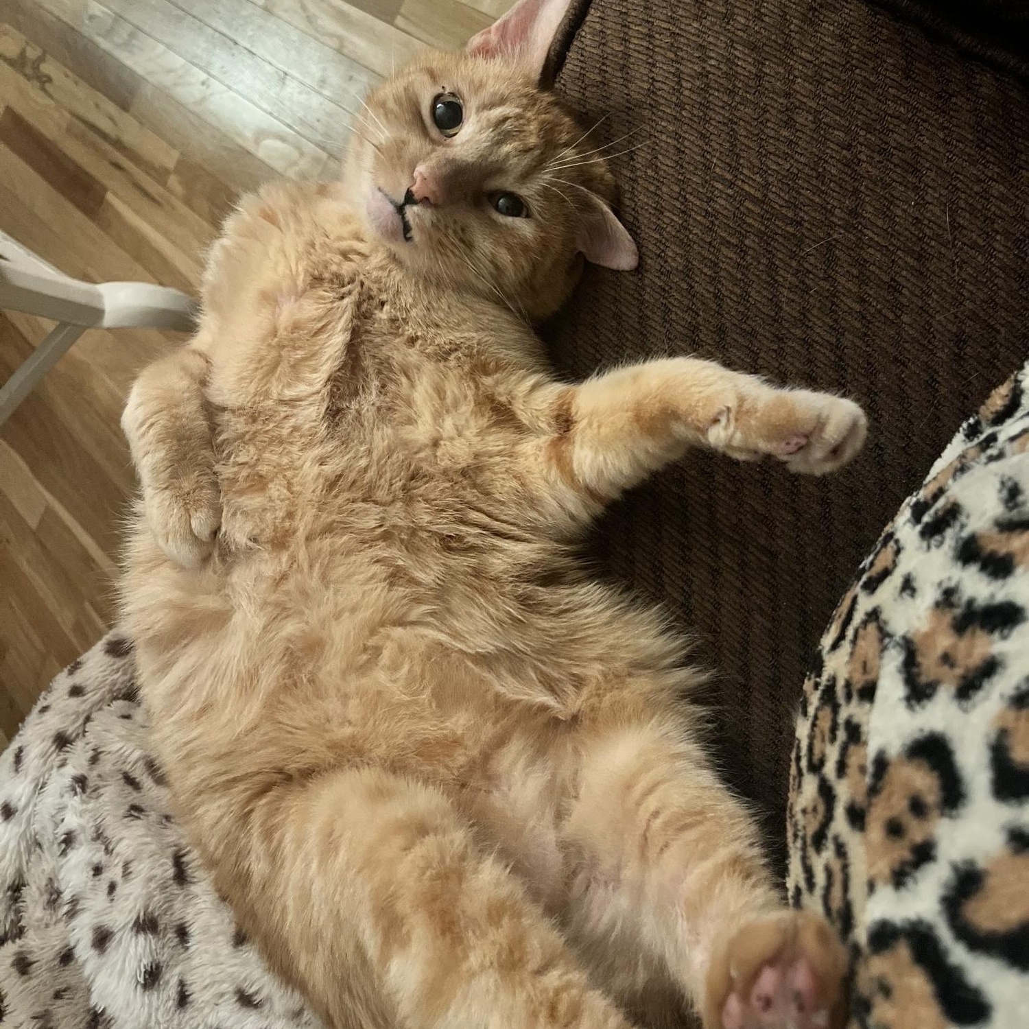 Fiji, ADOPTABLE, Senior Female Domestic Short Hair.