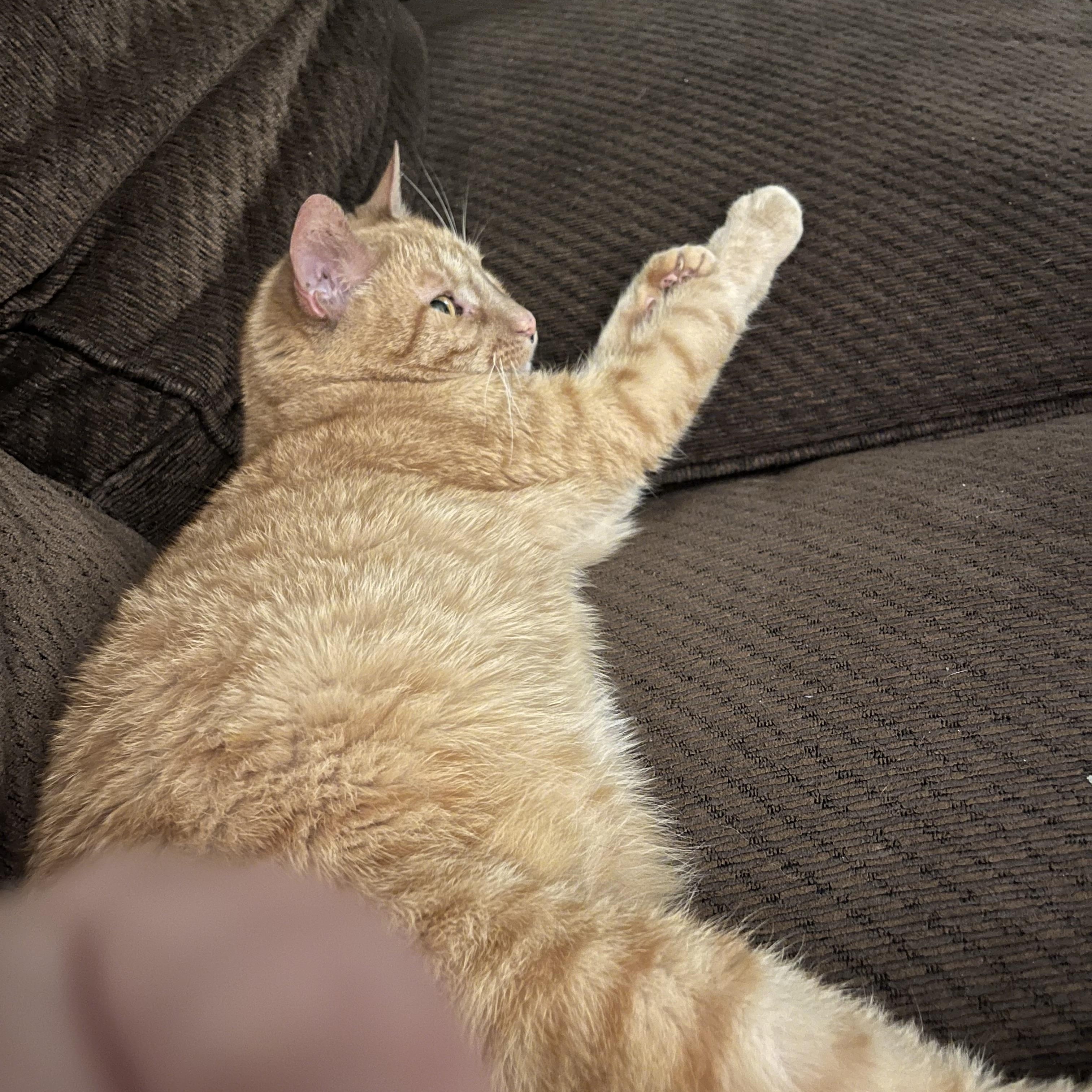 Enlarge Fiji, a ADOPTABLE Domestic Short Hair in Saint Charles, MO image 4/5