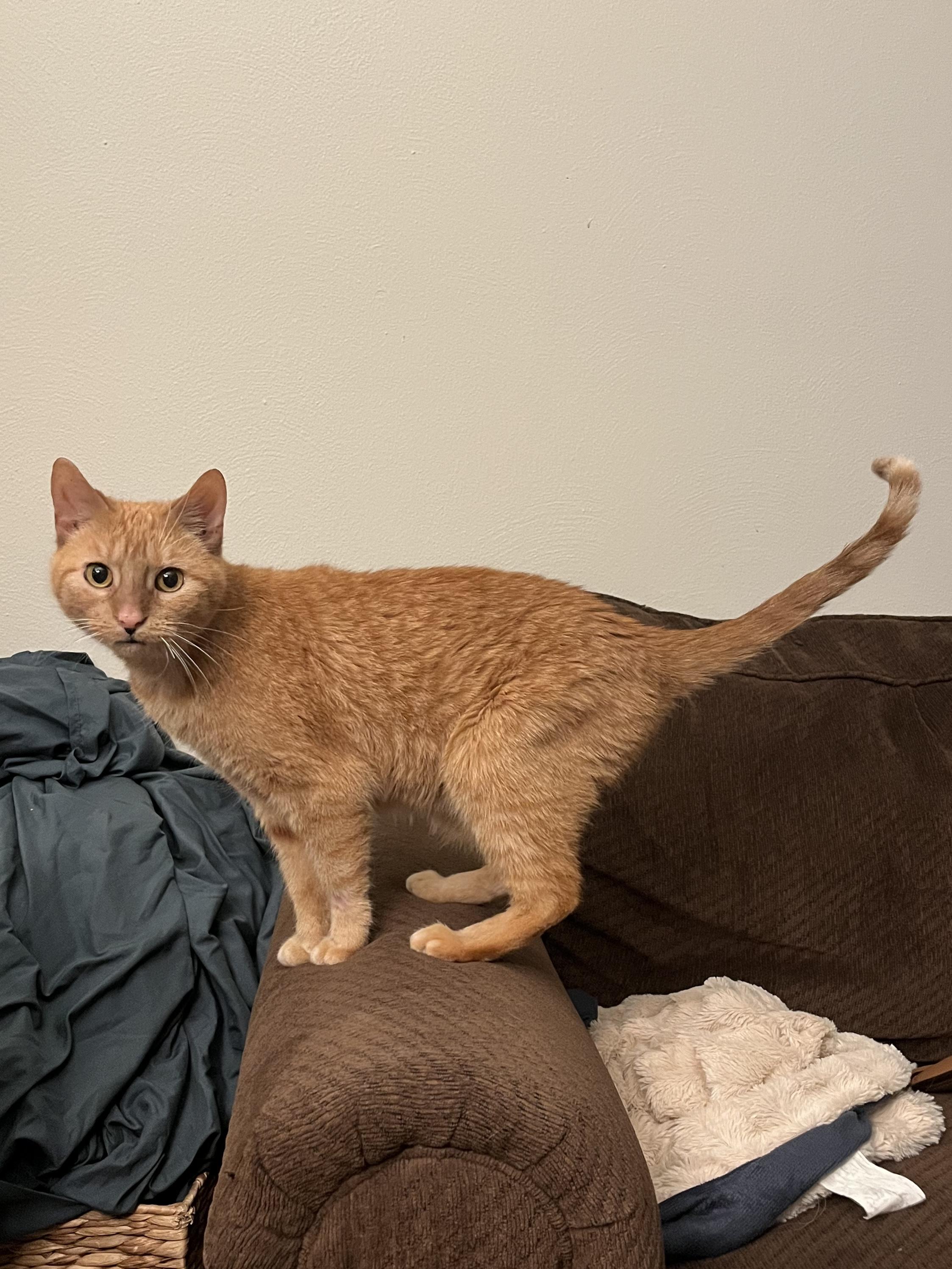 Enlarge Fiji, a ADOPTABLE Domestic Short Hair in Saint Charles, MO image 3/5