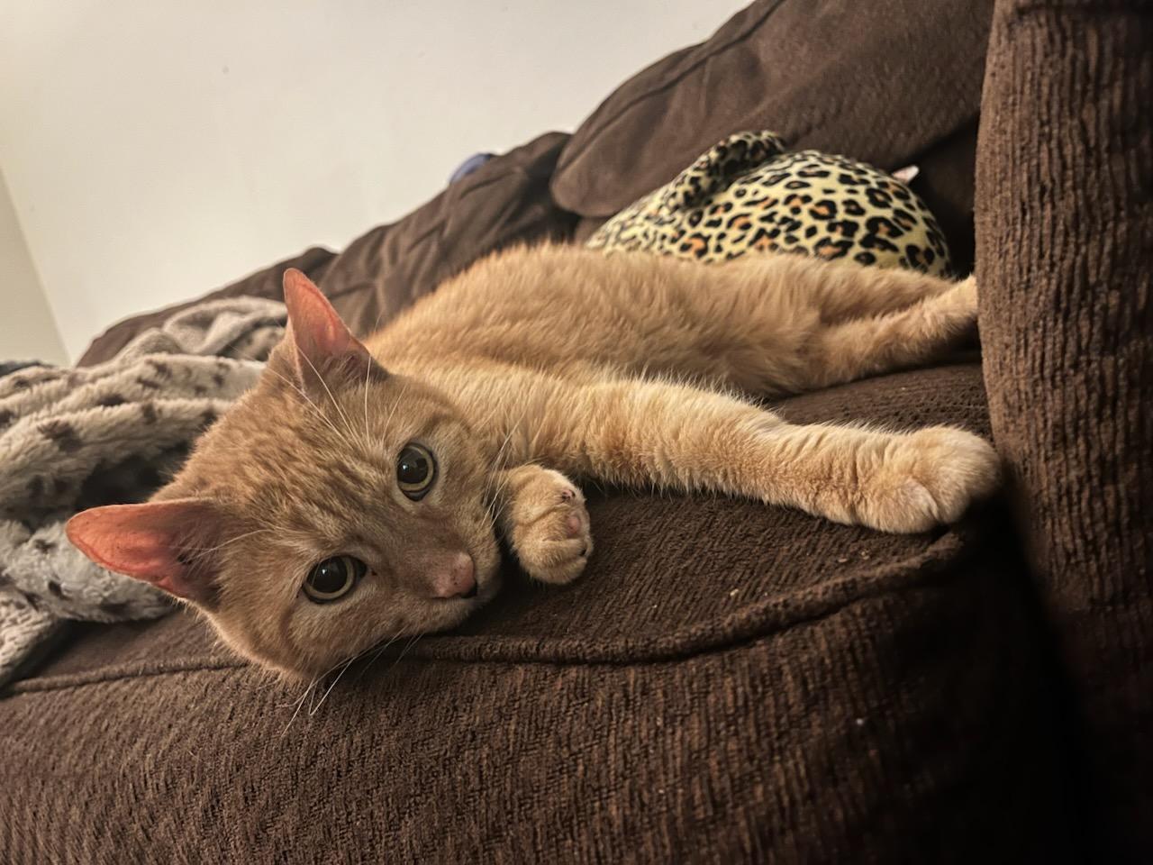 Enlarge Fiji, a ADOPTABLE Domestic Short Hair in Saint Charles, MO image 5/5