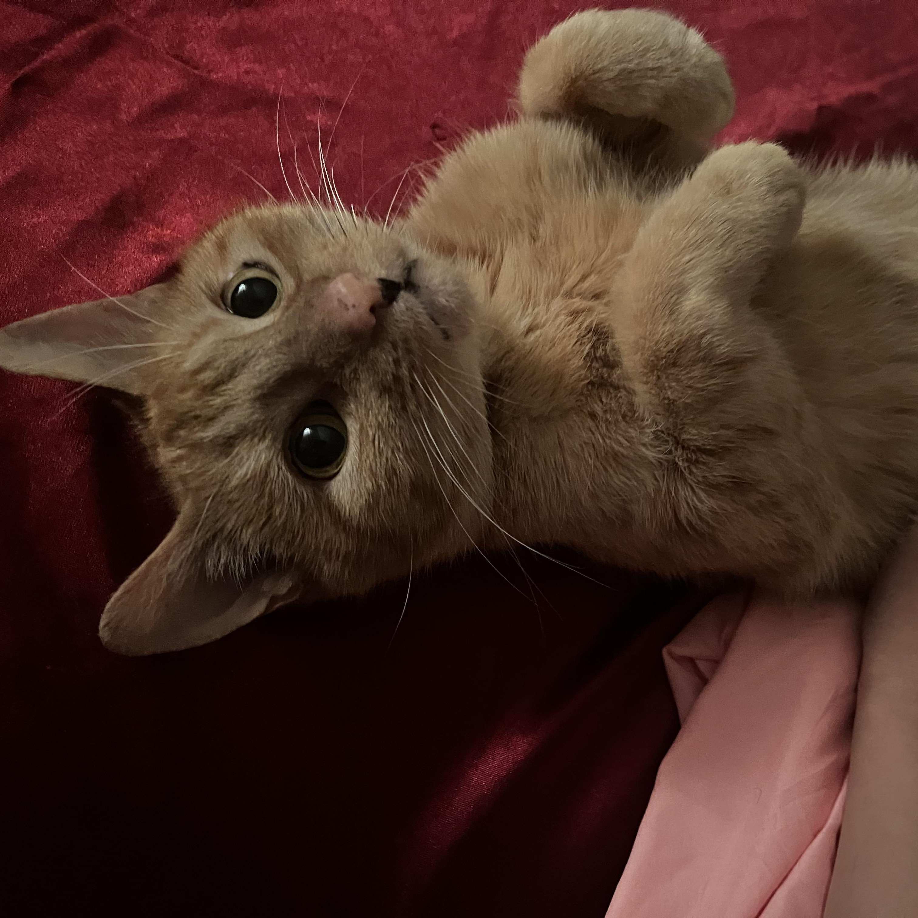 Enlarge Fiji, a ADOPTABLE Domestic Short Hair in Saint Charles, MO image 1/5