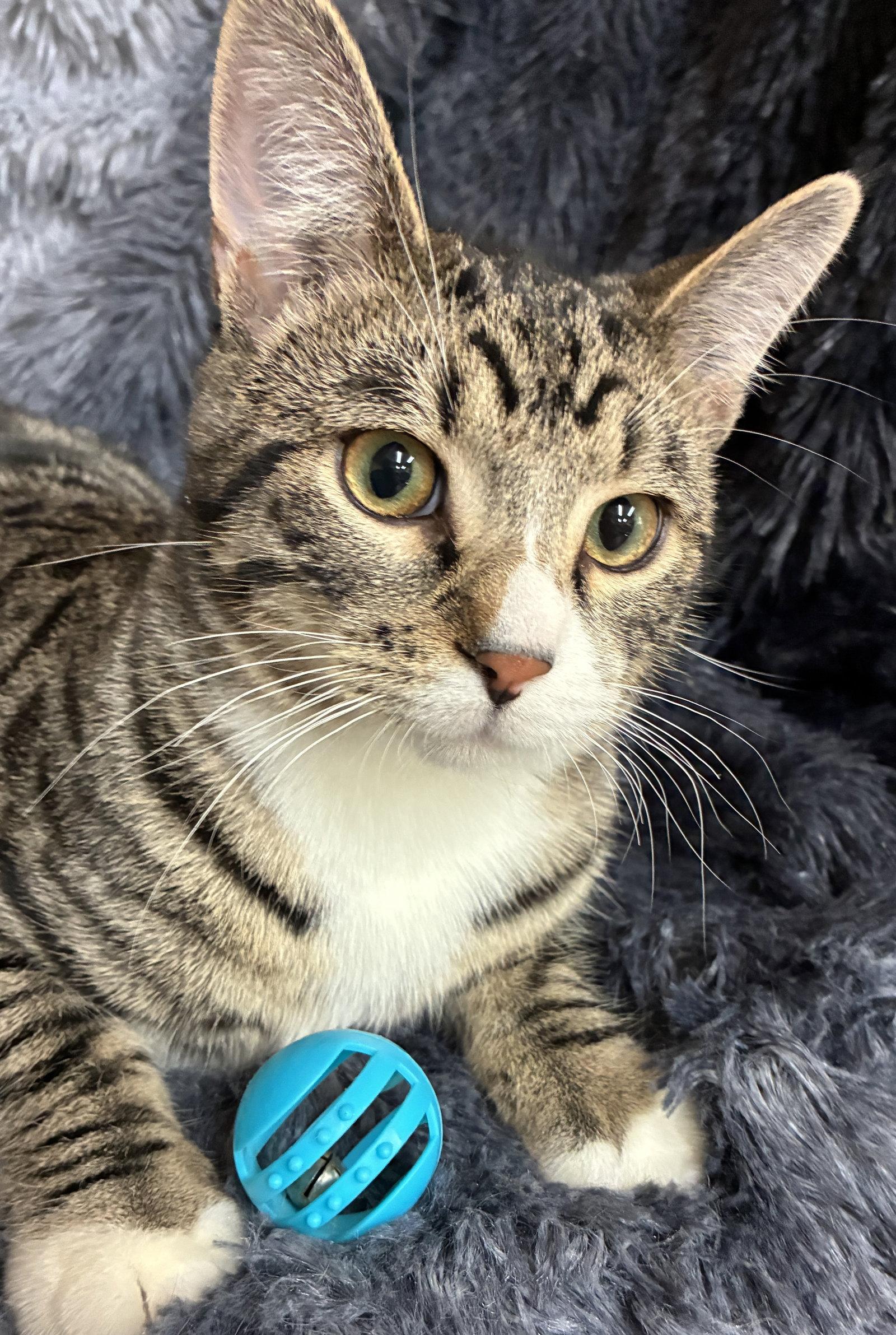 Enlarge Night, a Adopted Domestic Short Hair in Forest Lake, MN image 1/1