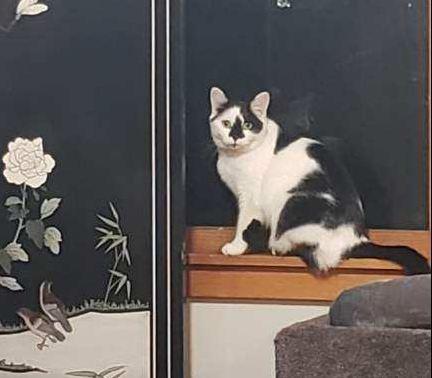 Brooklyn, Adoptable, Adult Female Domestic Short Hair.