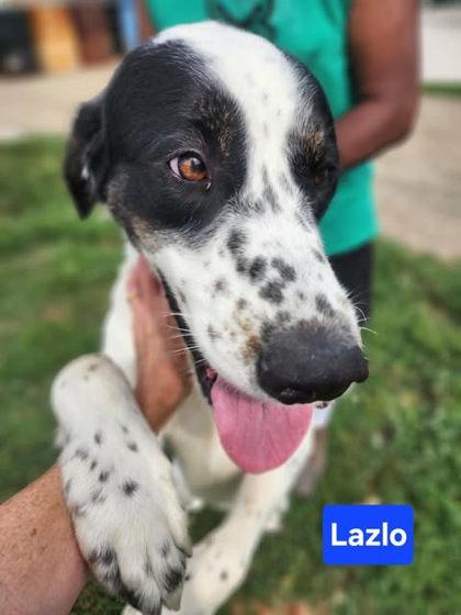 Enlarge Lazlo, a Adoptable mixed breed in Clinton, MO image 1/1