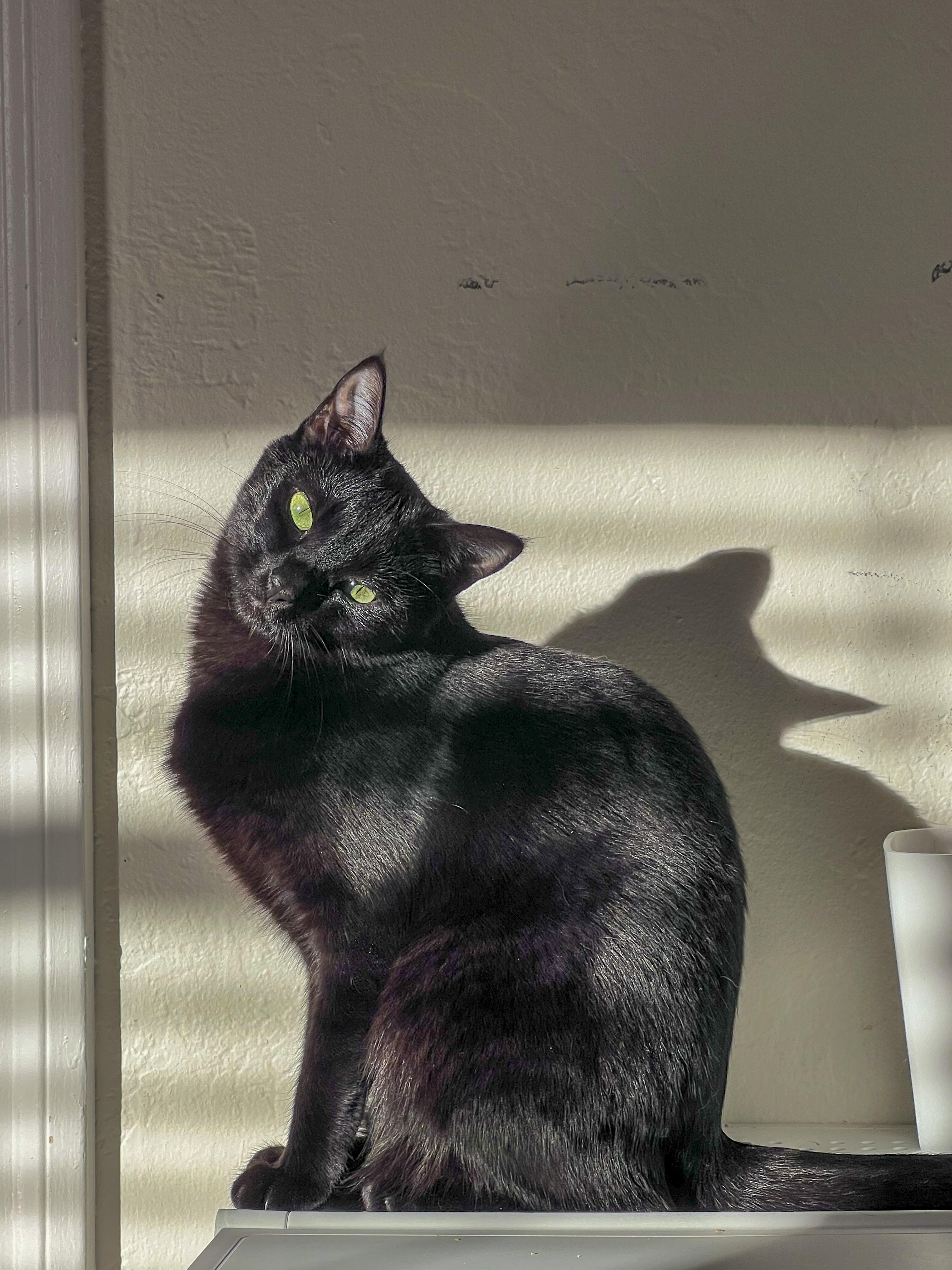 Irridessa, Adoptable, Young Female Domestic Short Hair & Bombay.