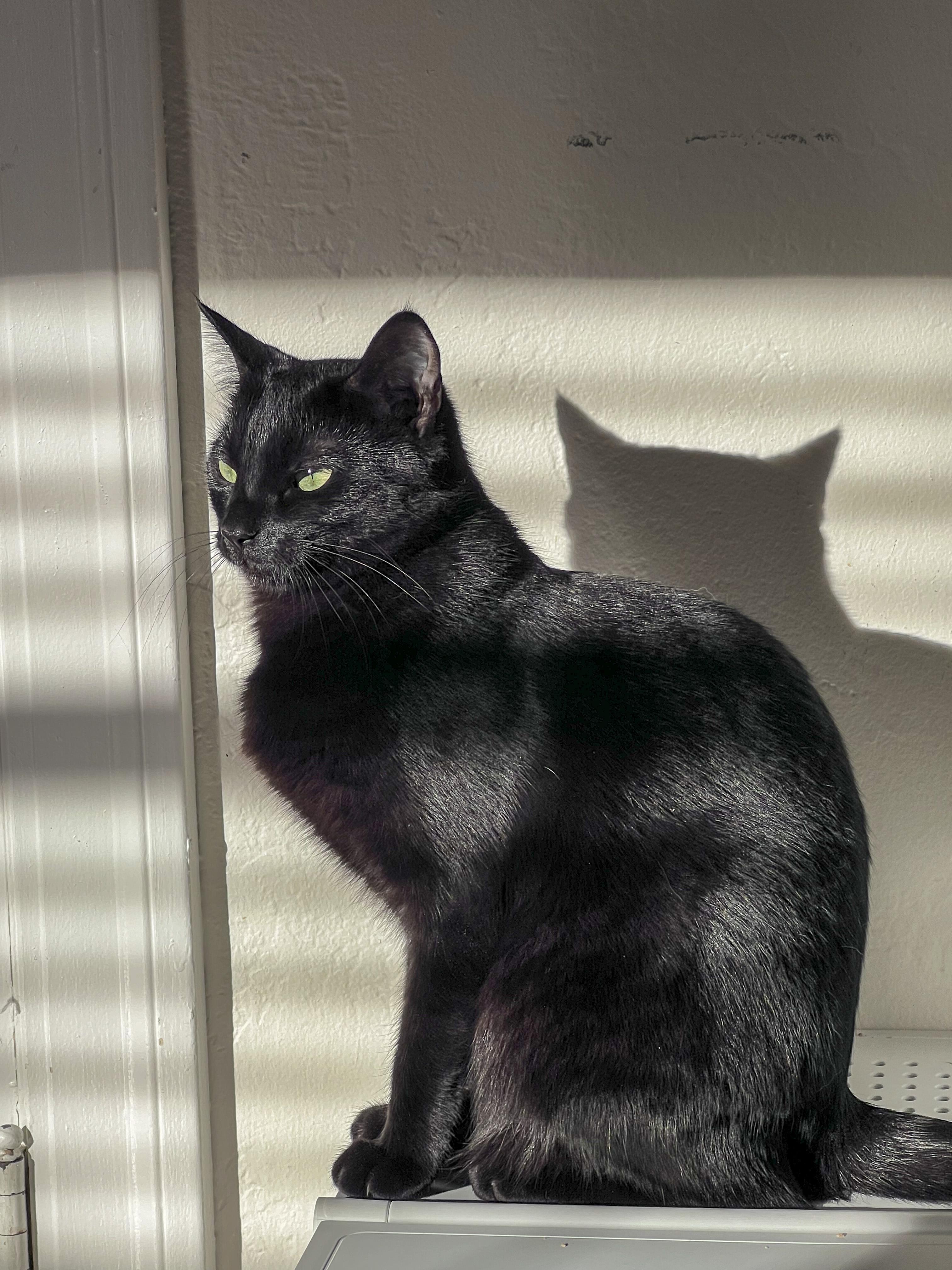 Irridessa, a Adoptable mixed breed in Benicia, CA image 2/4