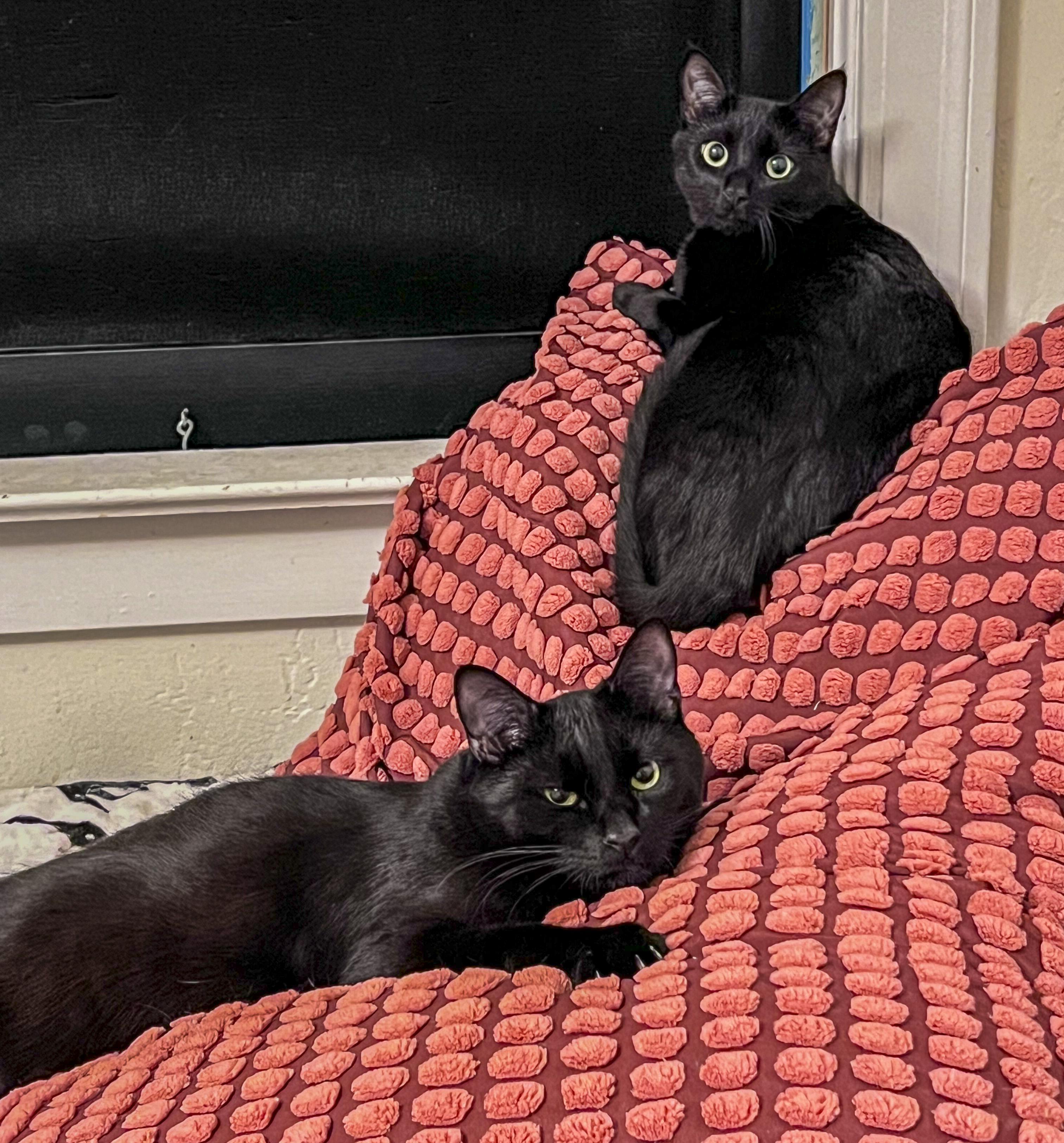 Irridessa, a Adoptable mixed breed in Benicia, CA image 4/4