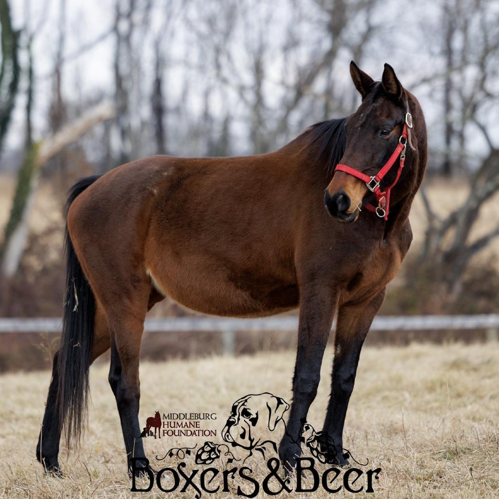 Chili, Adoptable, Senior Female Quarterhorse.