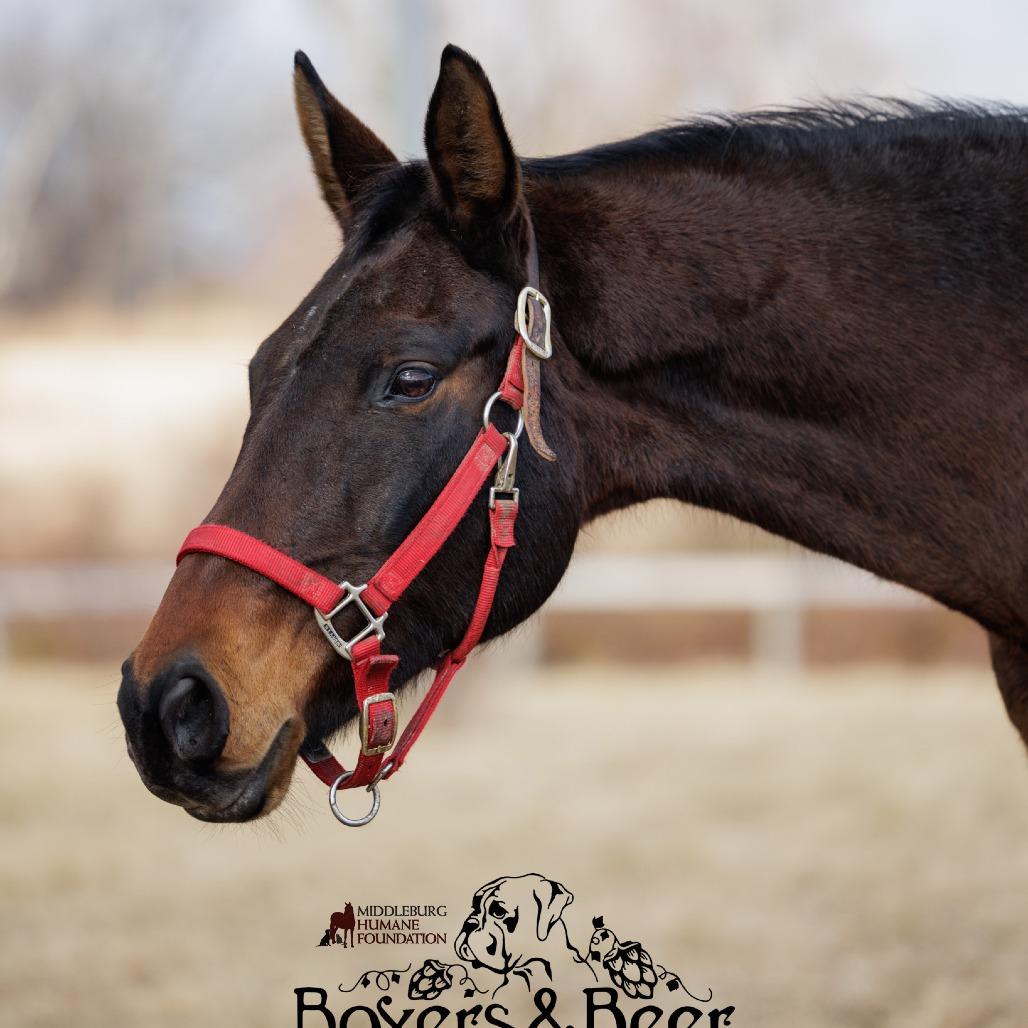 Enlarge Chili, a Adoptable Quarterhorse in Marshall, VA image 4/6