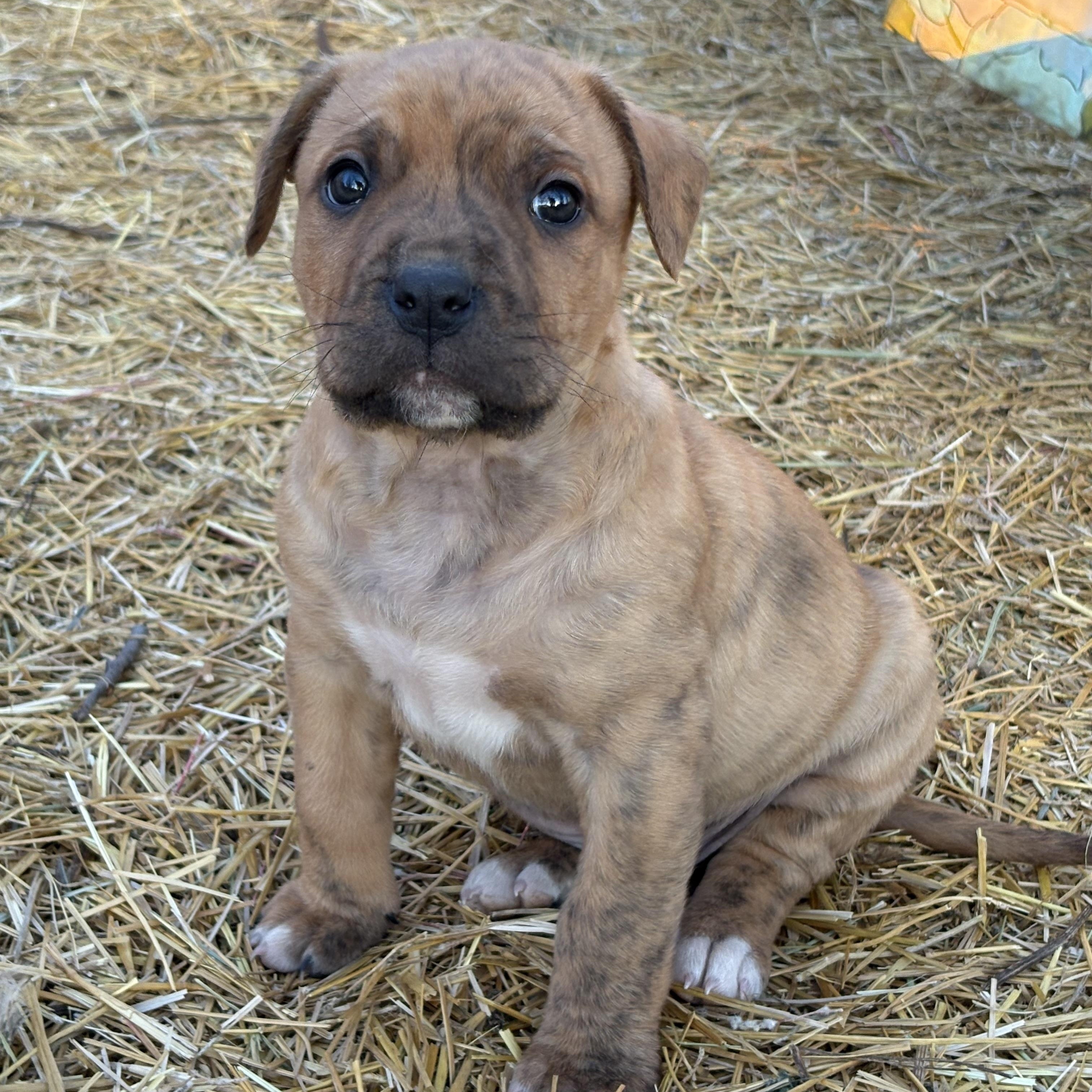 Dandy, adopted, Puppy Male Mixed Breed.