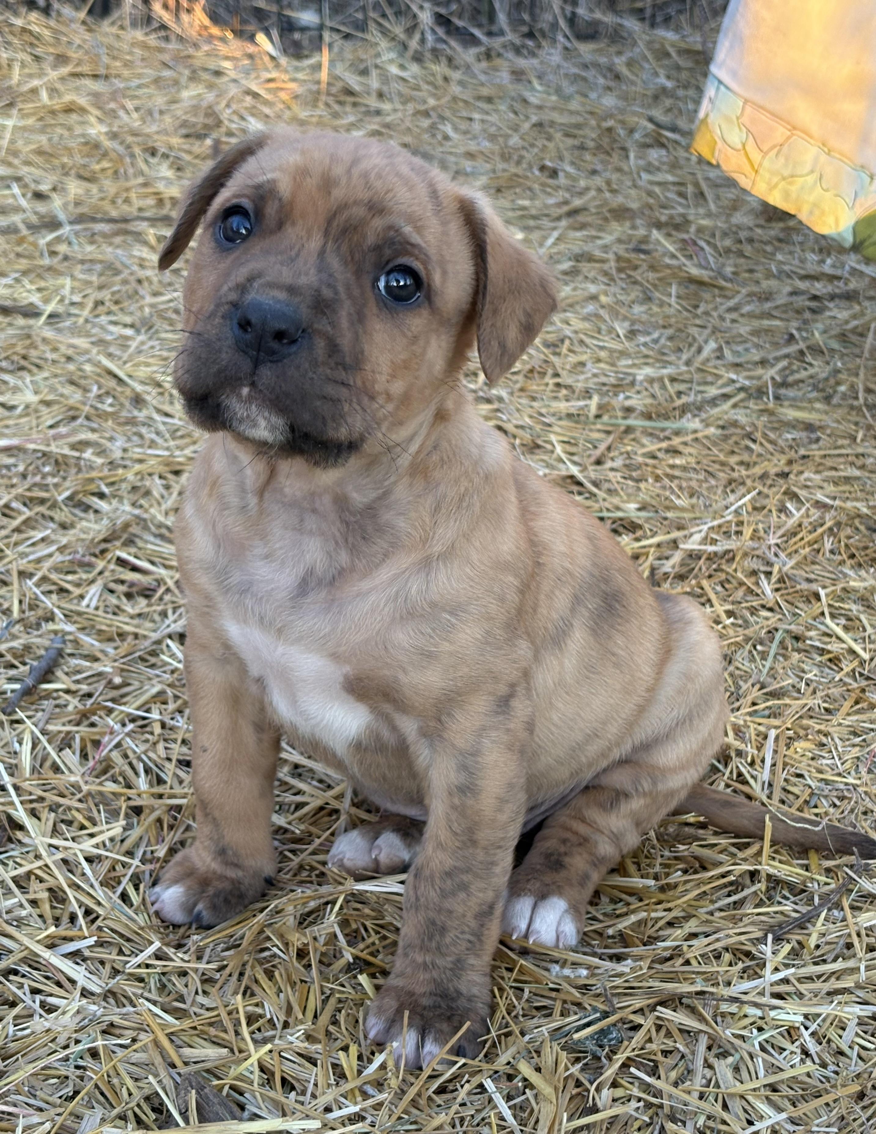 Enlarge Dandy, an adopted mixed breed in Saskatoon, SK image 2/6