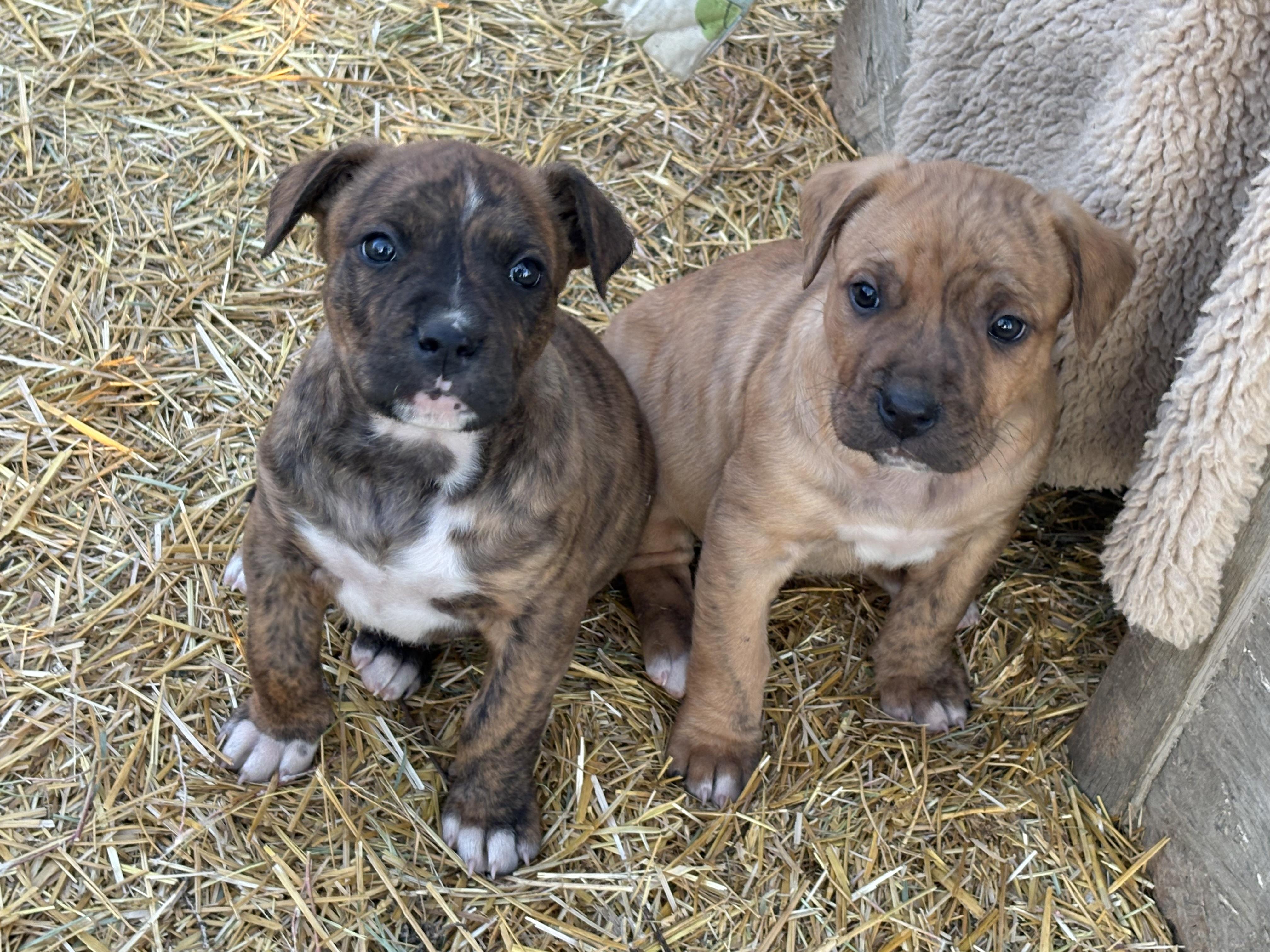 Enlarge Dandy, an adopted mixed breed in Saskatoon, SK image 5/6