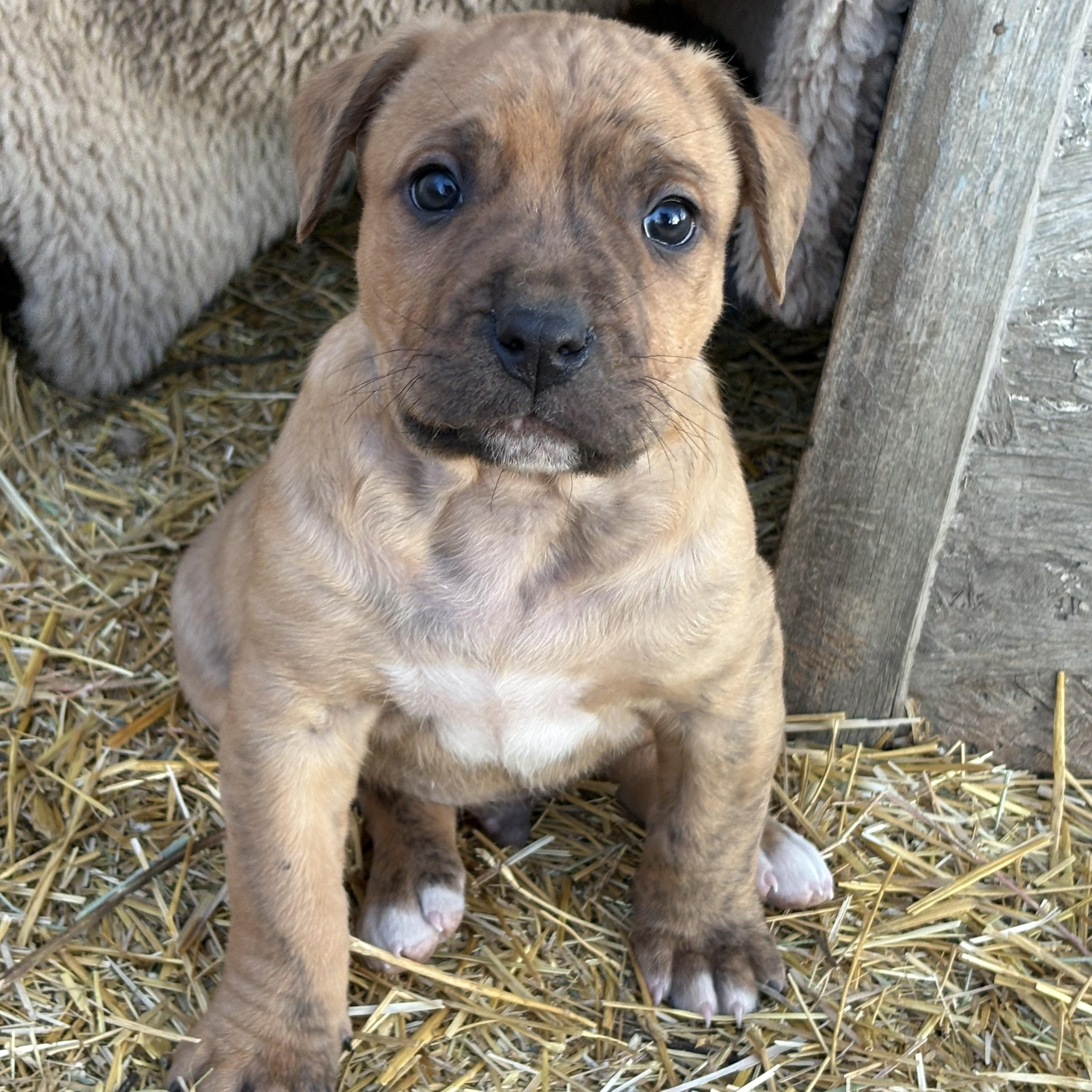 Enlarge Dandy, an adopted mixed breed in Saskatoon, SK image 3/6