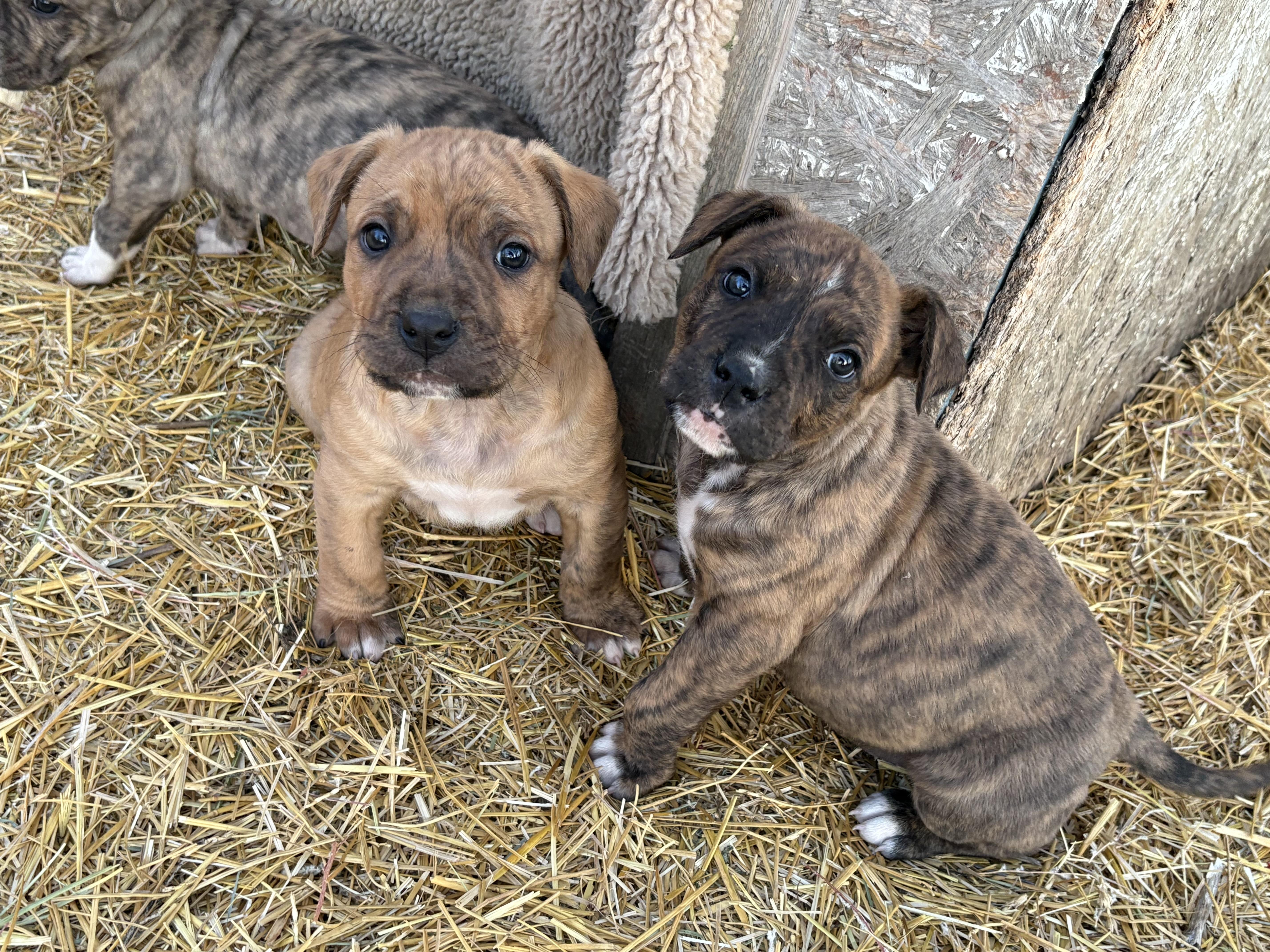 Enlarge Dandy, an adopted mixed breed in Saskatoon, SK image 6/6