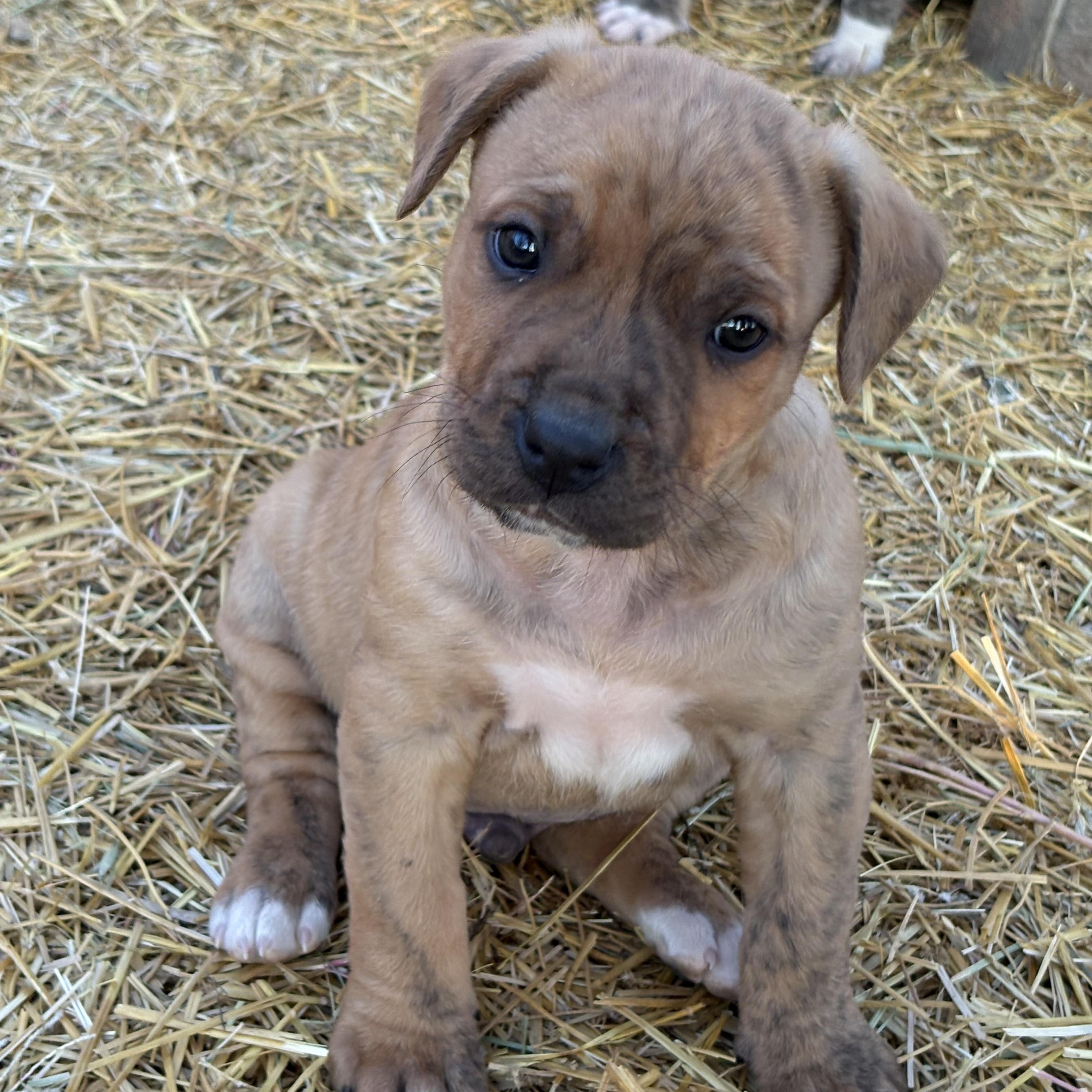 Enlarge Dandy, an adopted mixed breed in Saskatoon, SK image 4/6