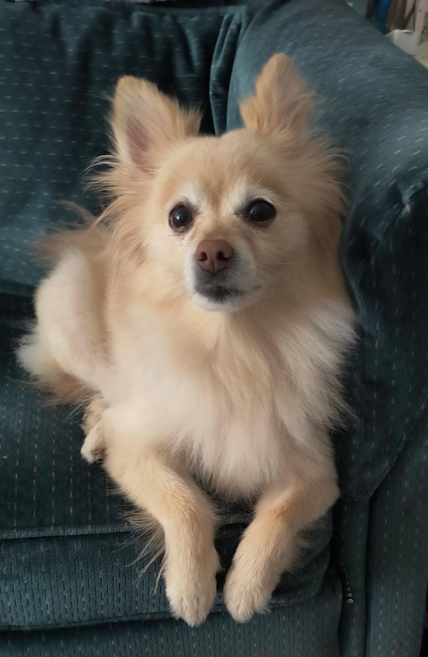 Enlarge Jager (Jag), a Adoptable Pomeranian in Etobicoke, ON image 1/3